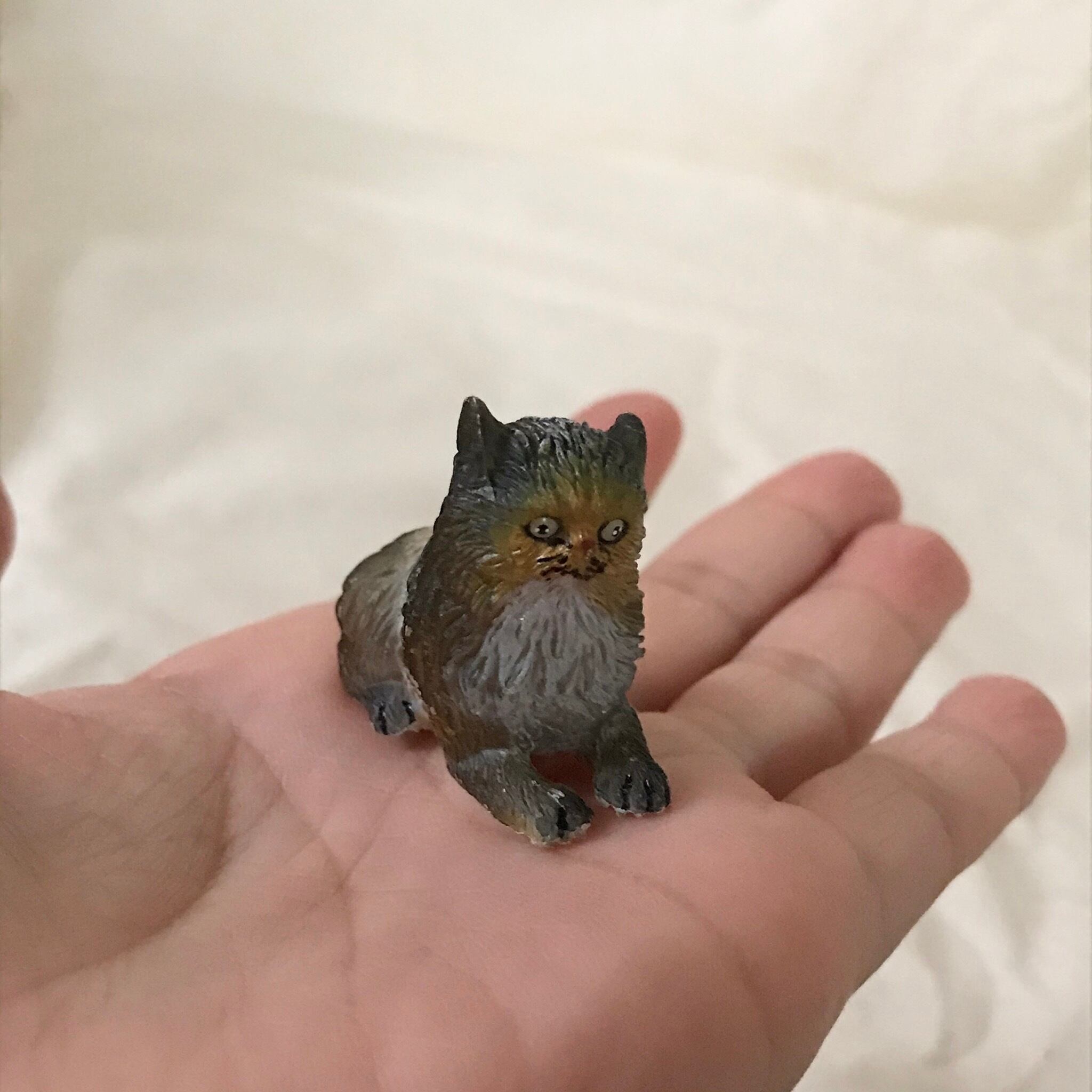 目力のあるネコ