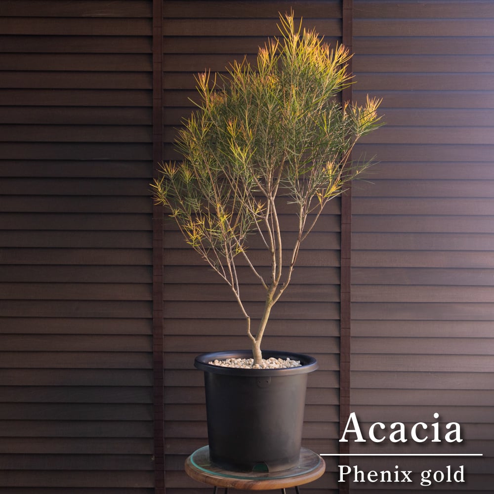アカシア フェニックスゴールド 8号 Acacia Phenix gold オージープランツ フロリバンダ 庭木 植木 1011BK