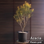 アカシア フェニックスゴールド 8号 Acacia Phenix gold オージープランツ フロリバンダ 庭木 植木 1011BK