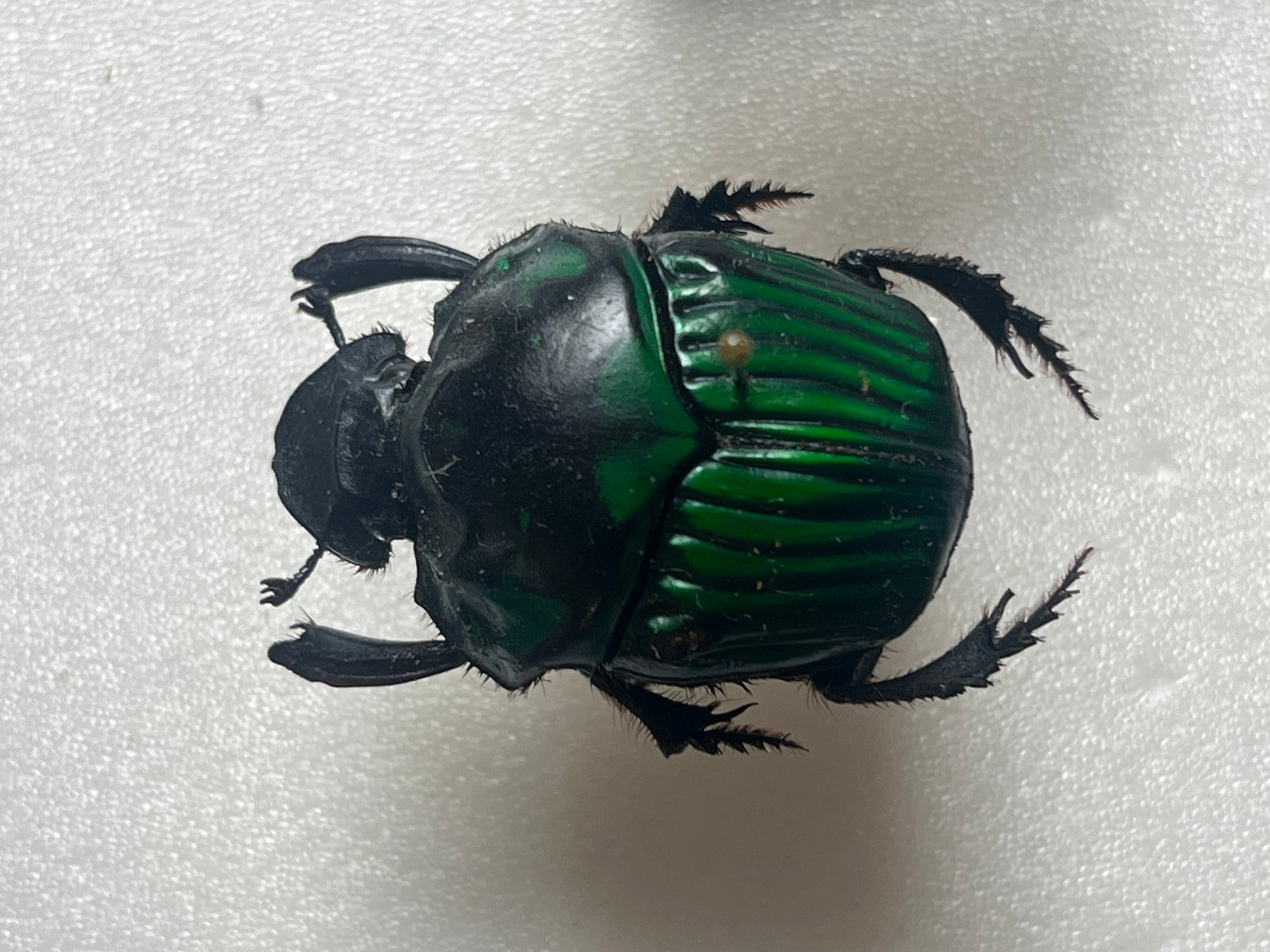 27mm♀】ミドリツヤダイコクコガネ フンチュウ糞虫昆虫標本甲虫