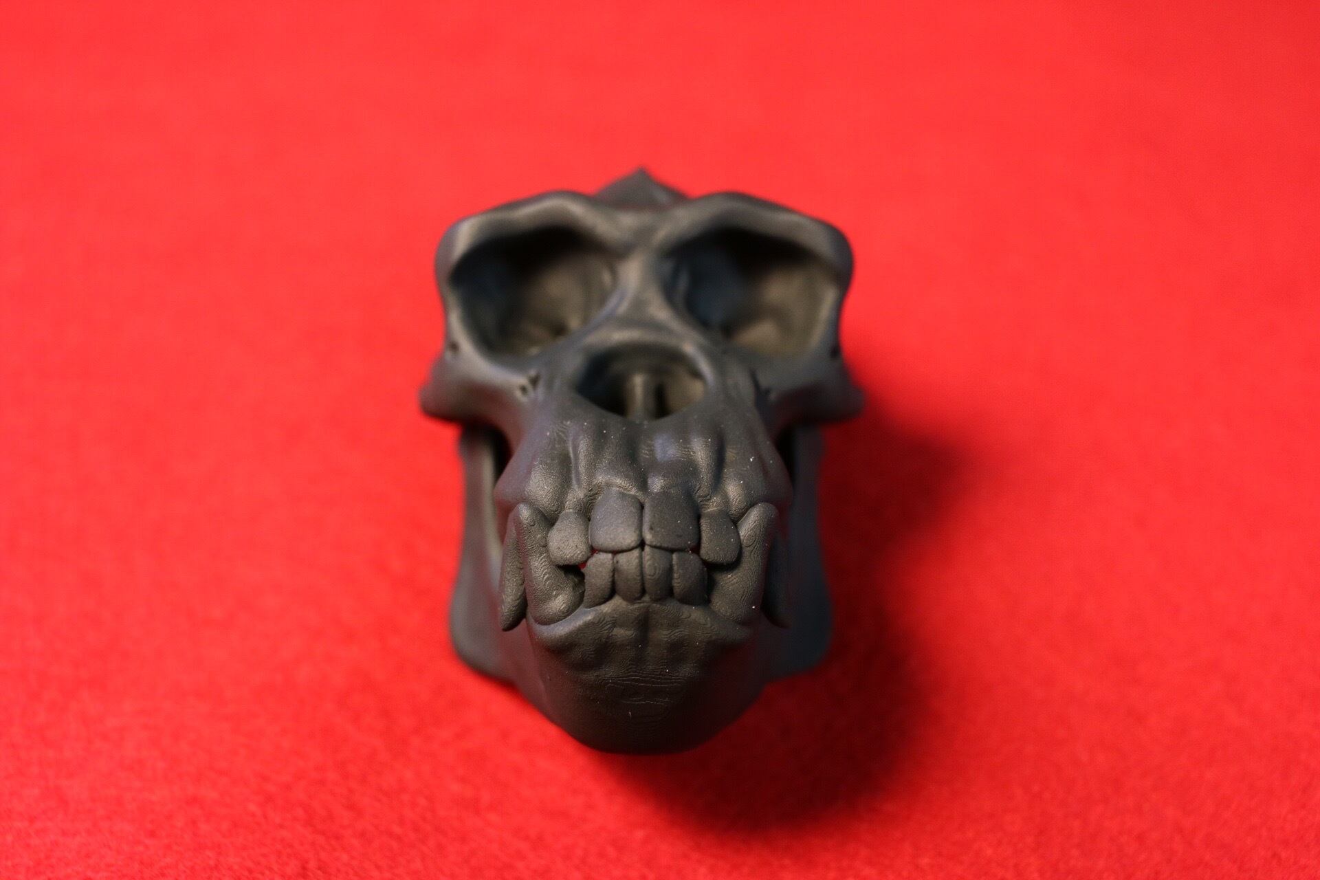 レア！アフリカワシミミズク 頭骨　※捕獲データ付 レア！アフリカワシミミズク 頭骨 ※捕獲データ付