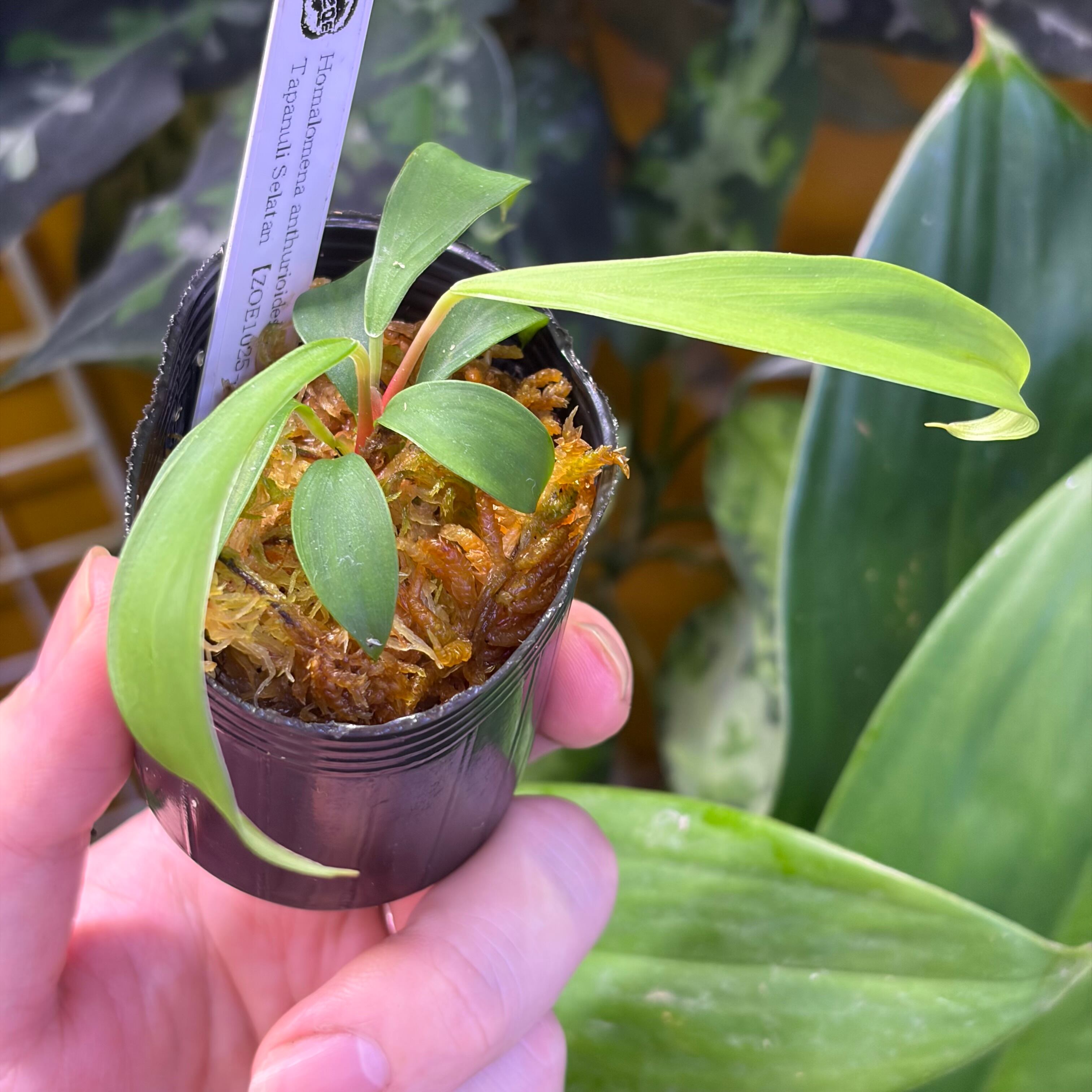 Homalomena anthurioides Tapanuli Selatan 【ZOE1025-3p】 | 熱帯雨林