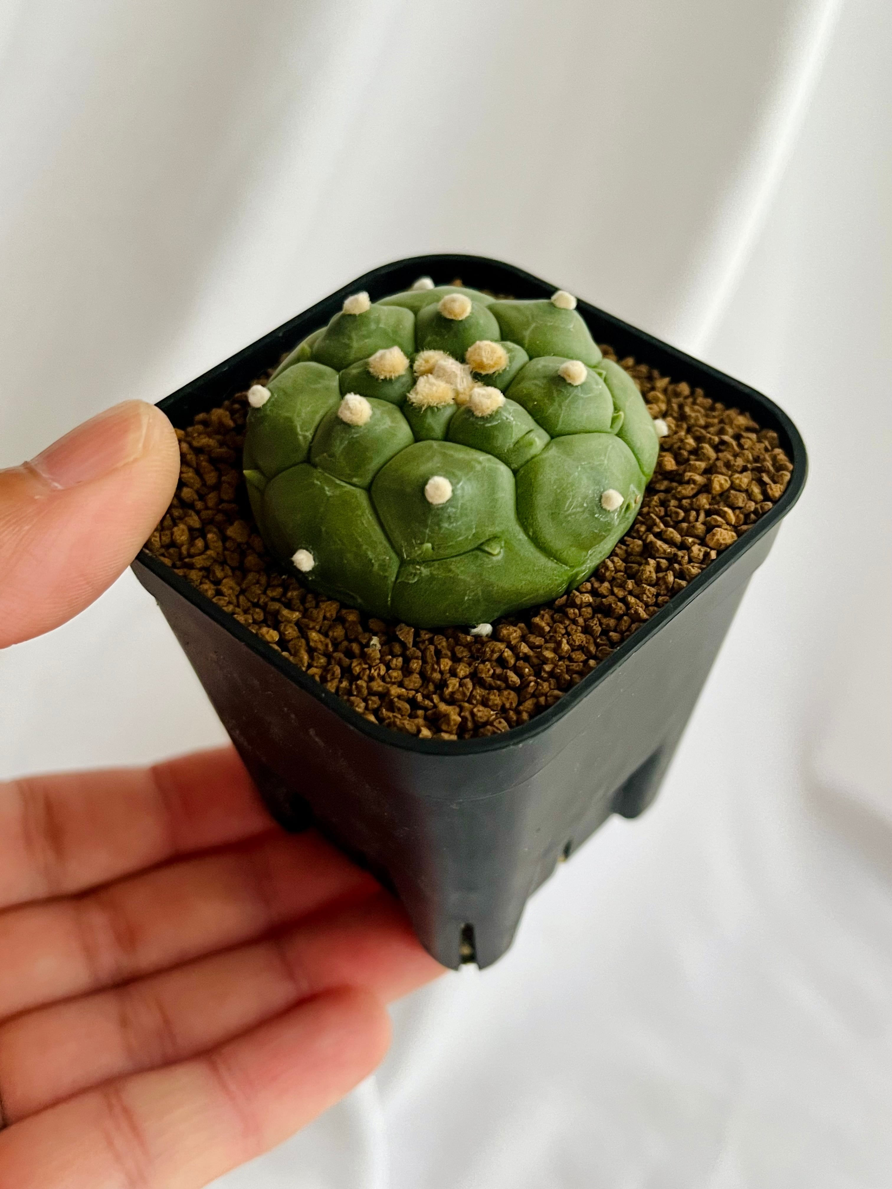 サボテン 亀甲瑠璃兜錦|観葉植物 サボテン 亀甲瑠璃兜錦|観葉植物