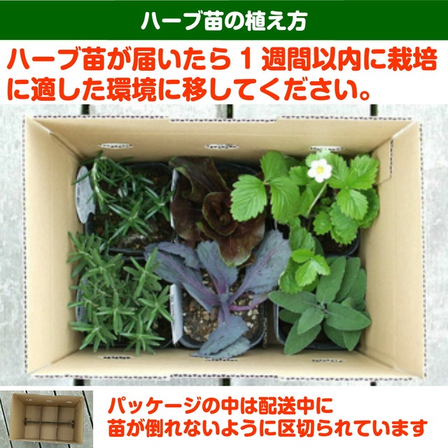 ハーブ 苗 ニホンハッカ ノースミント ハーブティ ハッカ油 虫除け グリーン 鉢植え 栽培方法 育て方 使い方 選び方 種類 花苗 簡単 プランター 栽培キット ミントグリーン ラベンダー バジル ローズマリー 寄せ植え 野菜 種 春 夏 秋 冬 ハッカm ハーブ苗のポタジェ