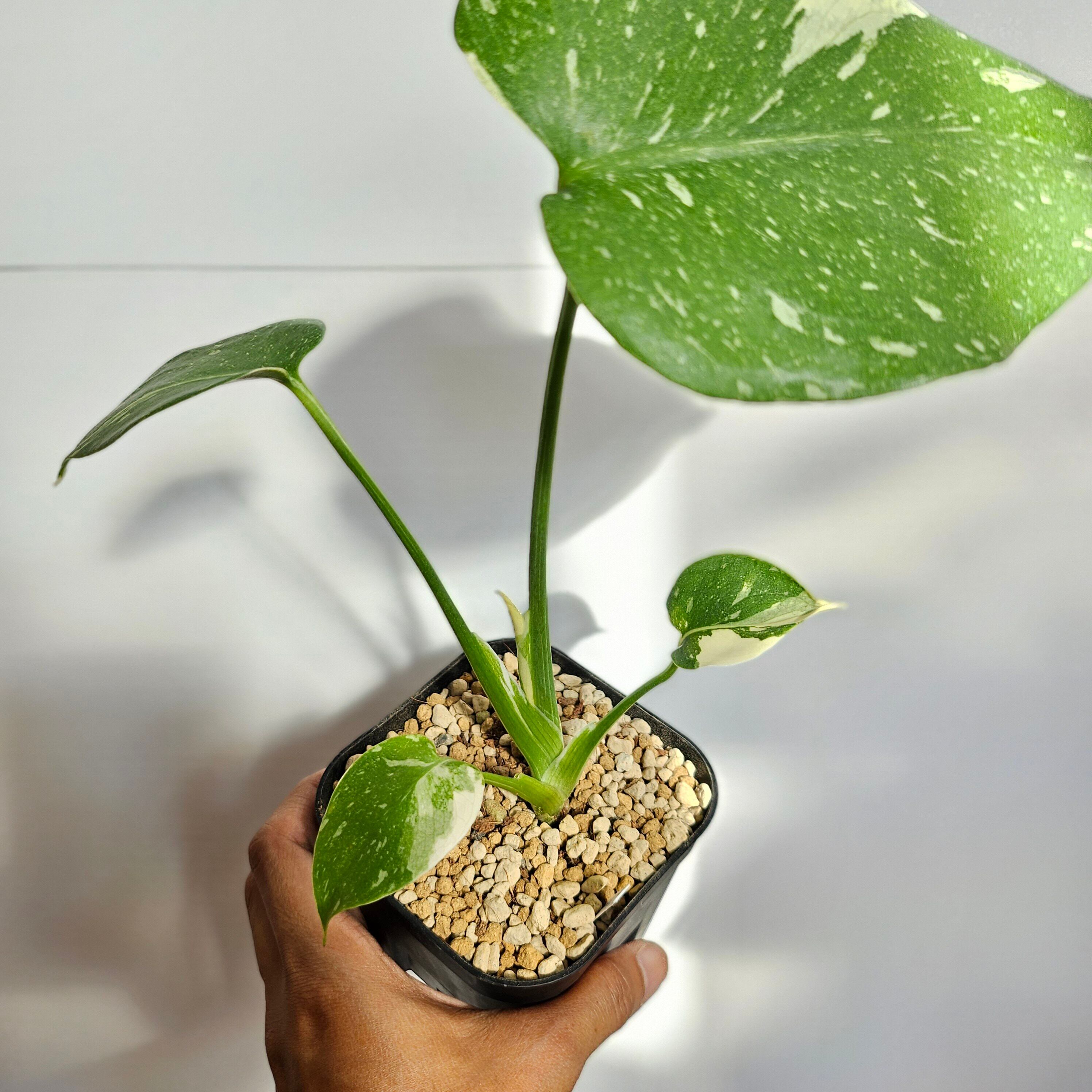 ⑥〔Monstera Thai Constellation〕モンステラデリシオーサタイ ⑥〔Monstera Thai Constellation〕モンステラデリシオーサタイ