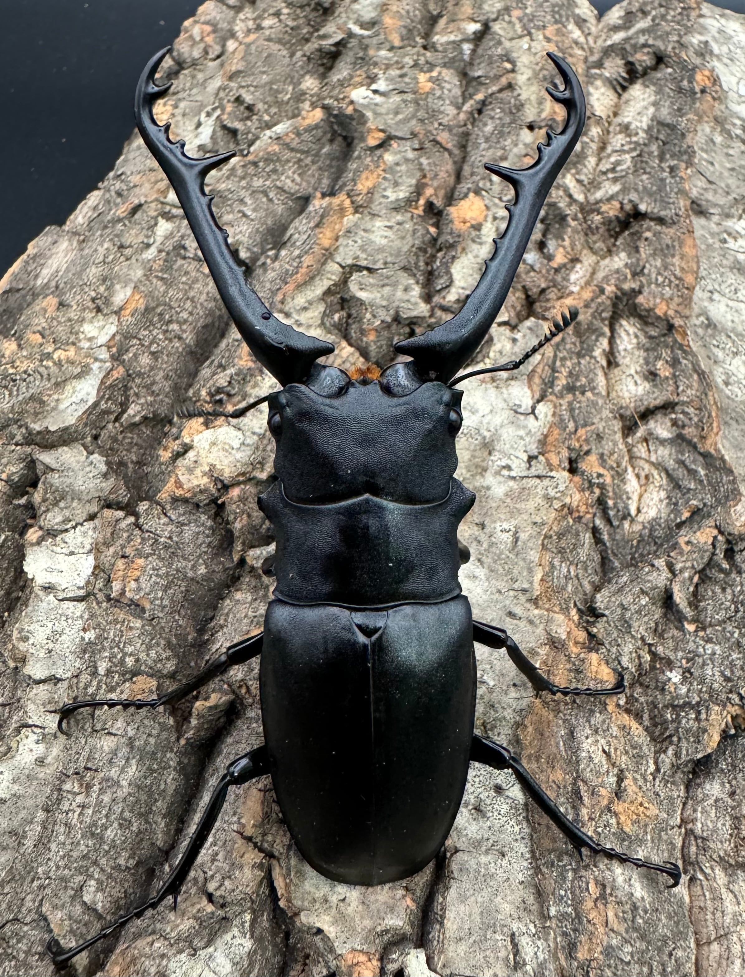 WD】《ギラファノコギリ亜種ケイスケ 90mm ペア》 | KPW公式オンライン