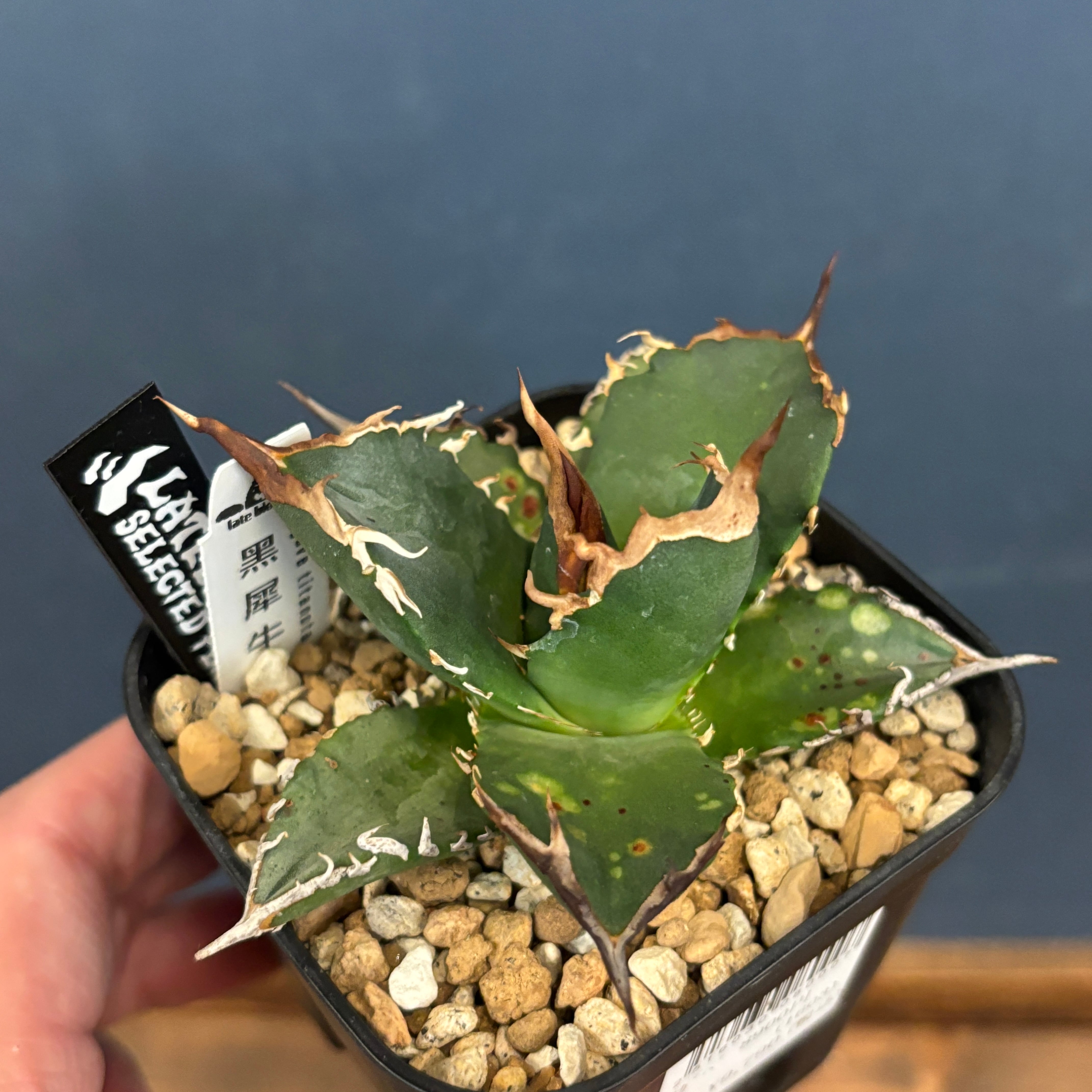 アガベ | PROTOLEAF プロトリーフ