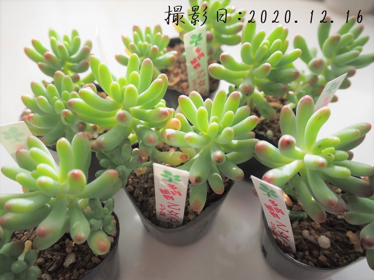 多肉植物　セダム　乙女心　3カット Amazon.co.jp: ITANSE セダム 乙女心(オトメゴコロ) 3号