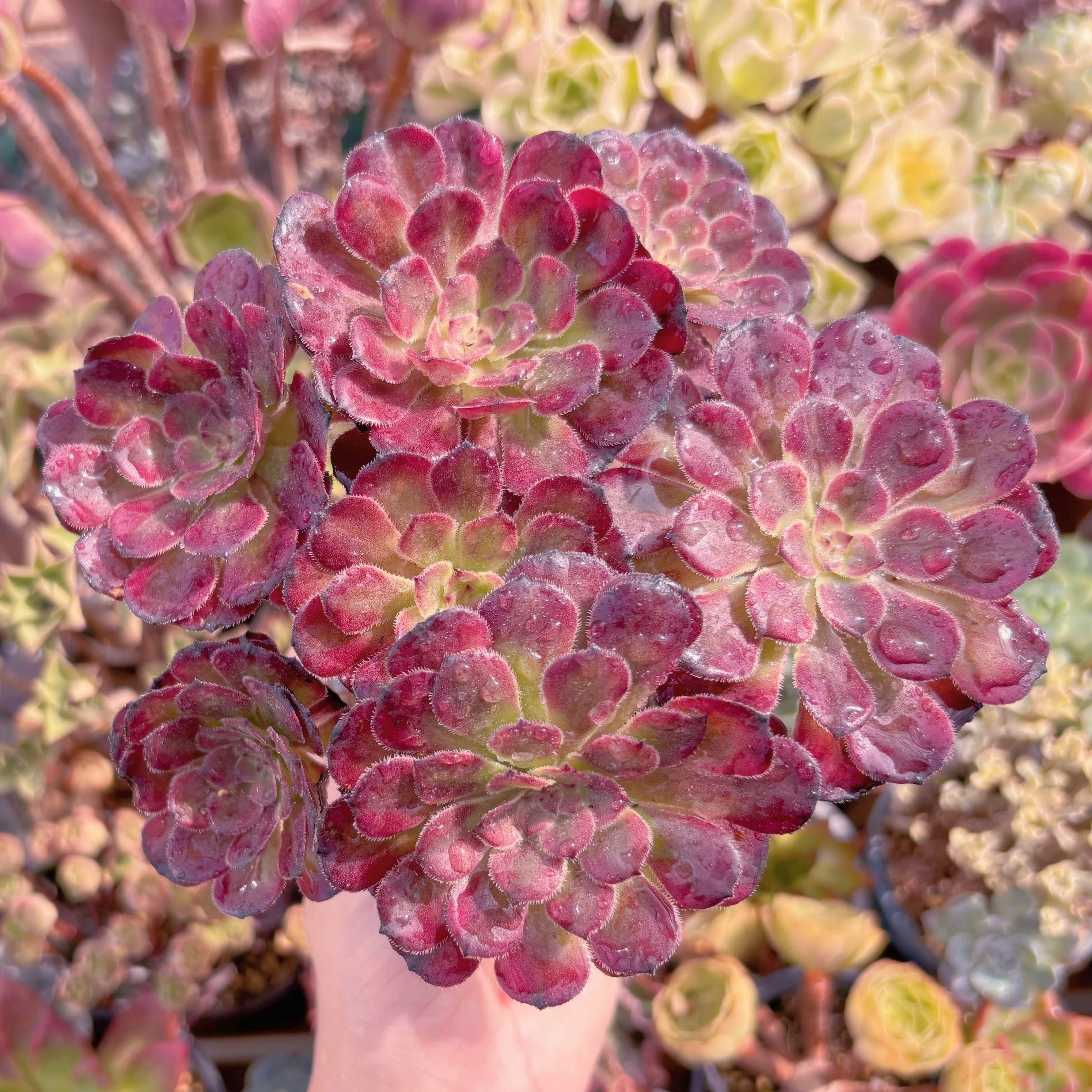 多肉植物 Aeonium ブラックチェリー 新入荷 るる農園 | るる農園~多肉