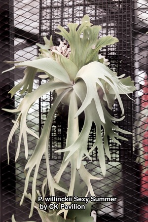 P. willinckii Sexy Summer (pup)【artPLANTs/PLANTS GARAGE】ビカクシダ/Platycerium