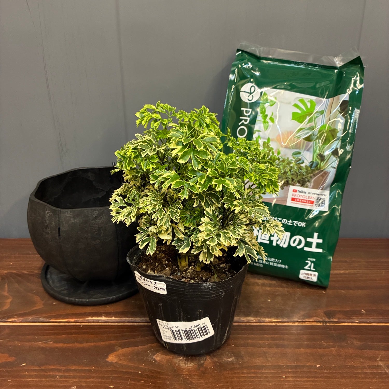 秋の植え替えフェア対象】【セット】ポリシャス フルティコーサ