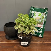 【秋の植え替えフェア対象】【セット】ポリシャス　フルティコーサ　バリエガタ