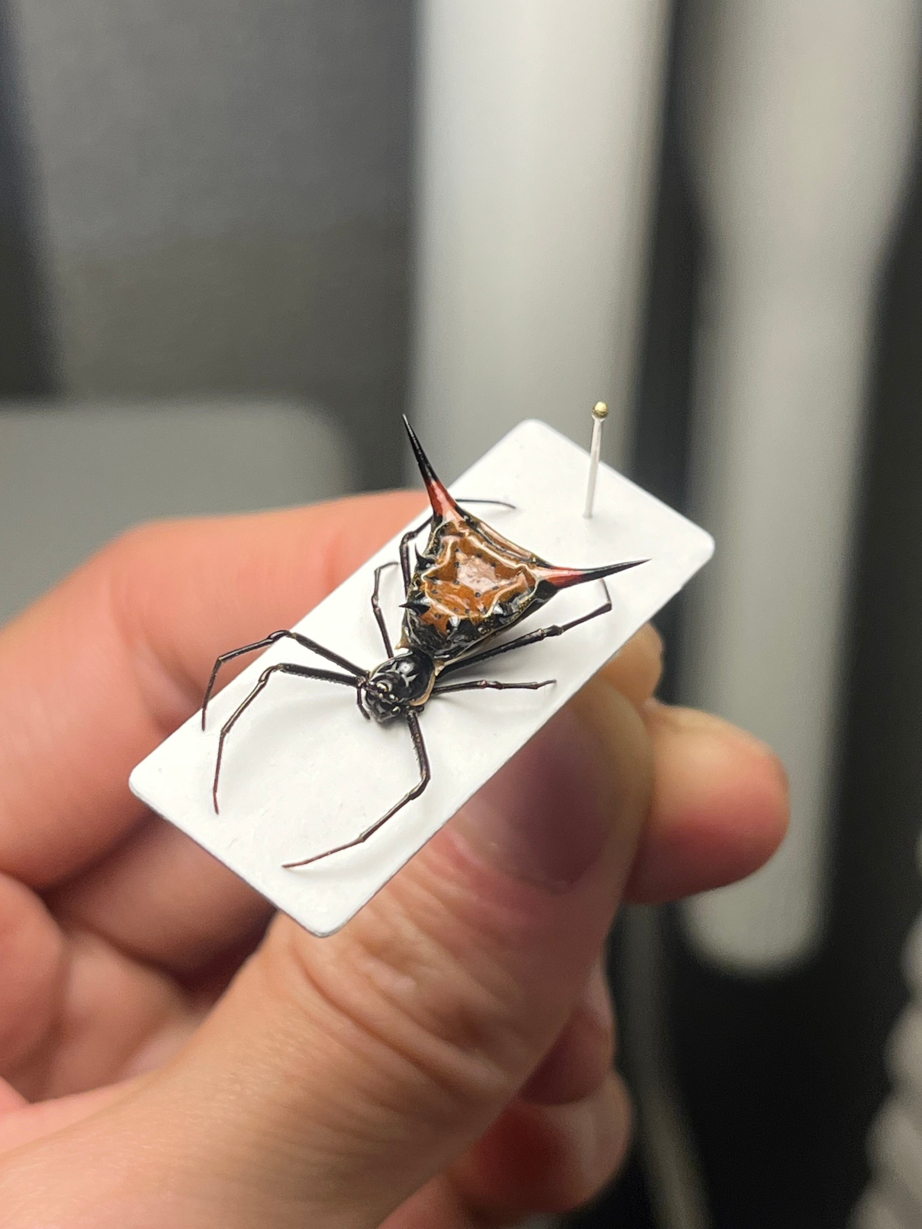 標本】トゲグモ フレンチギアナハンツマン トゥルースパイダーマン