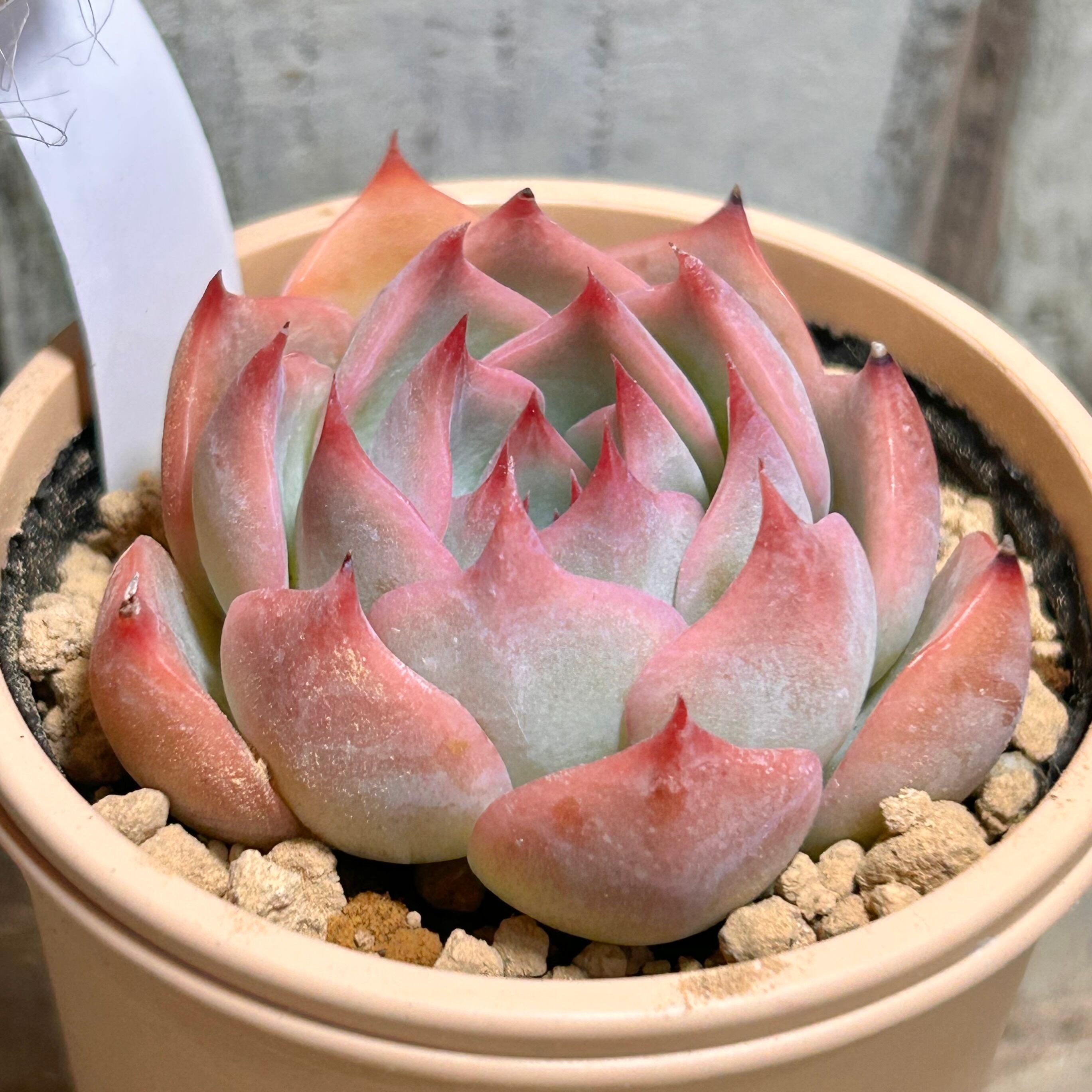 コロラータ×ルシンダ | RuPo 多肉植物専門店