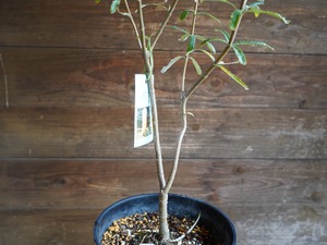 【現物】バンクシア　”セミヌダ”　A