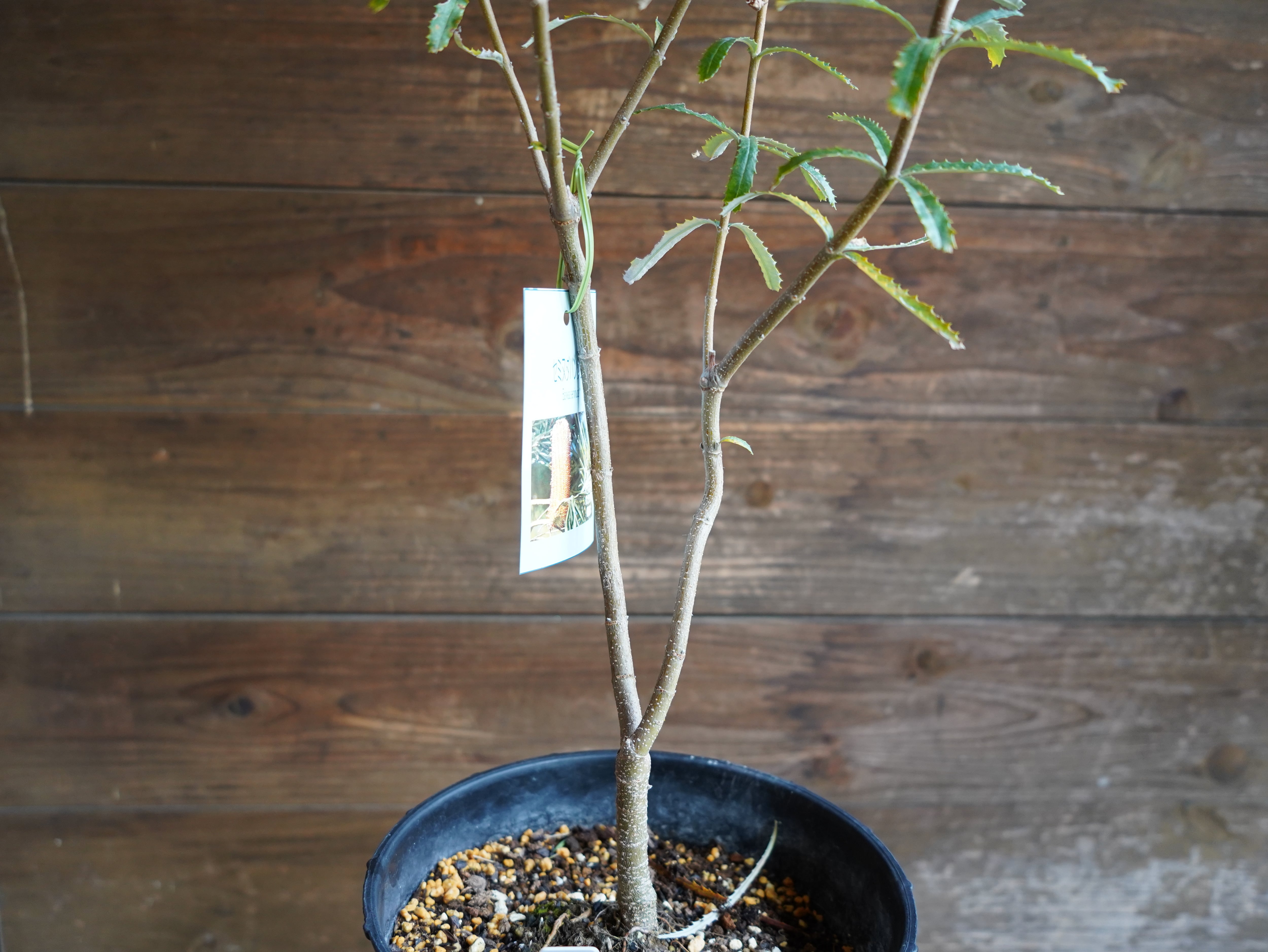 【現物】バンクシア　”セミヌダ”　A