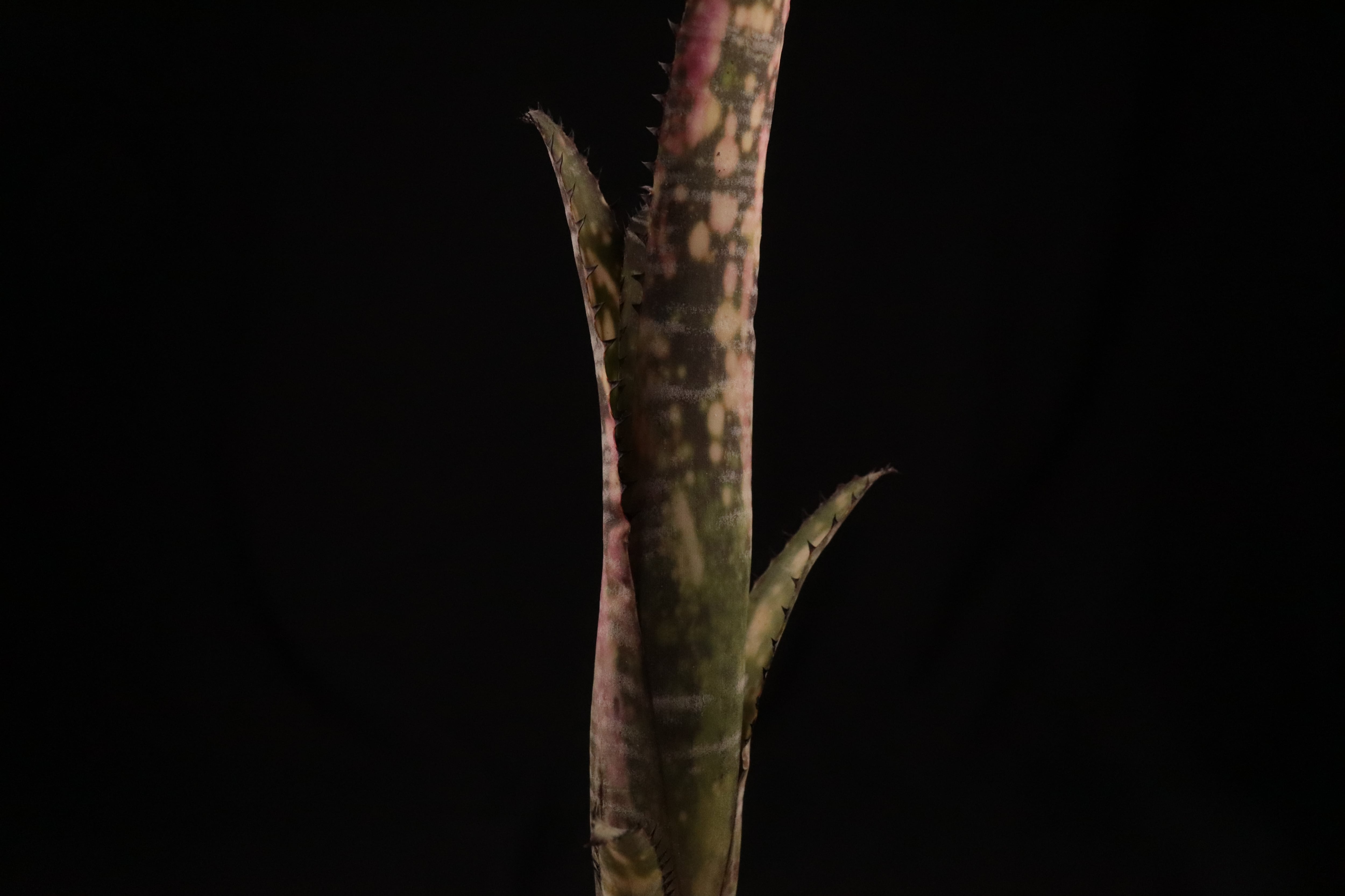 reserved】Billbergia 'Zipline'〔ビルベルギア〕現品発送B0177