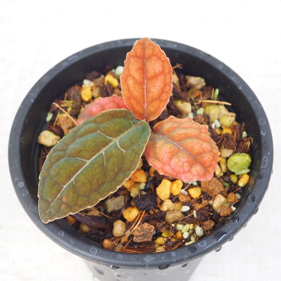 植物 | planter's high store