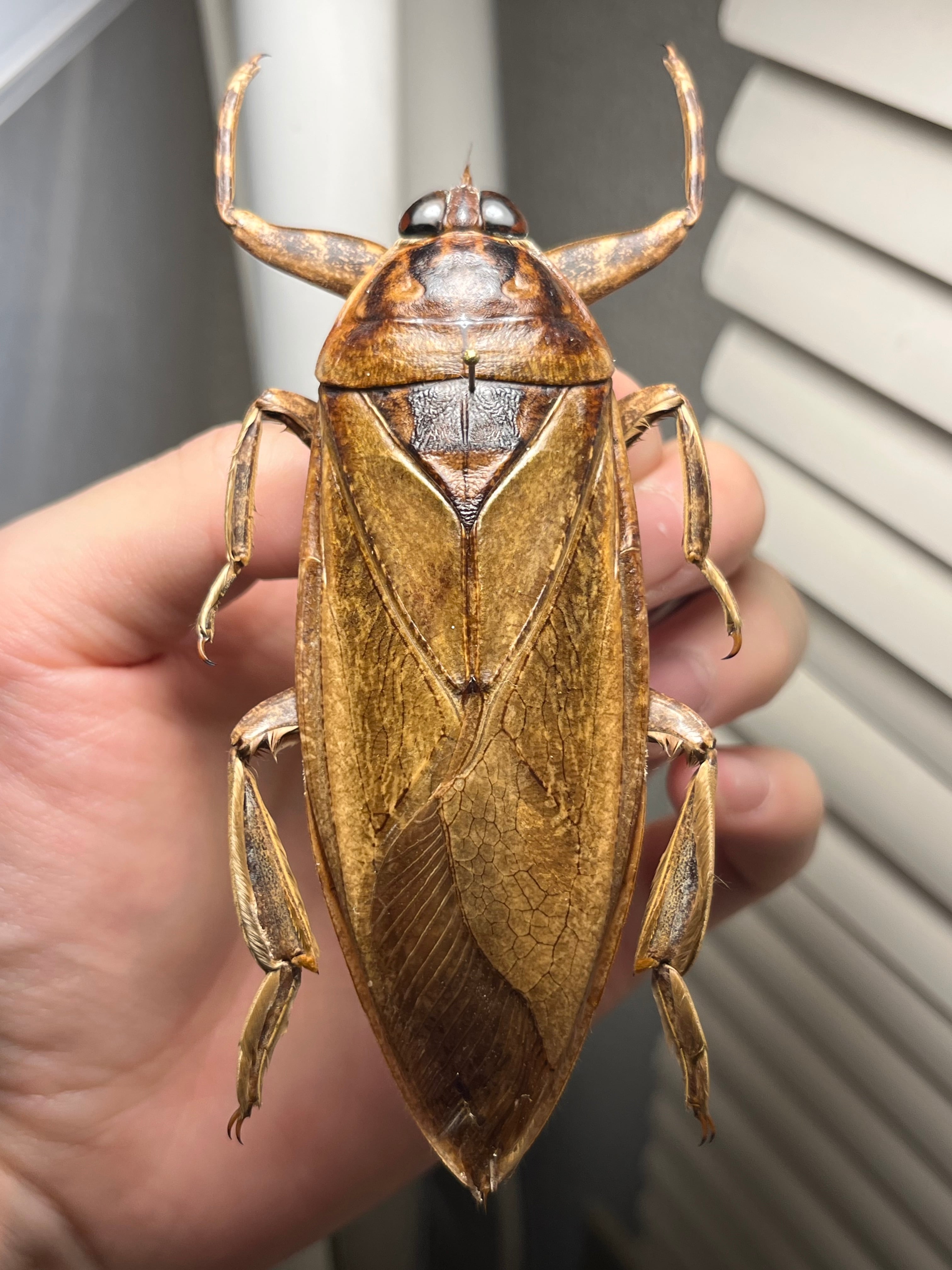 68mm♀】テナガカミキリ 昆虫標本甲虫ハムシサソリタランチュラムカデ