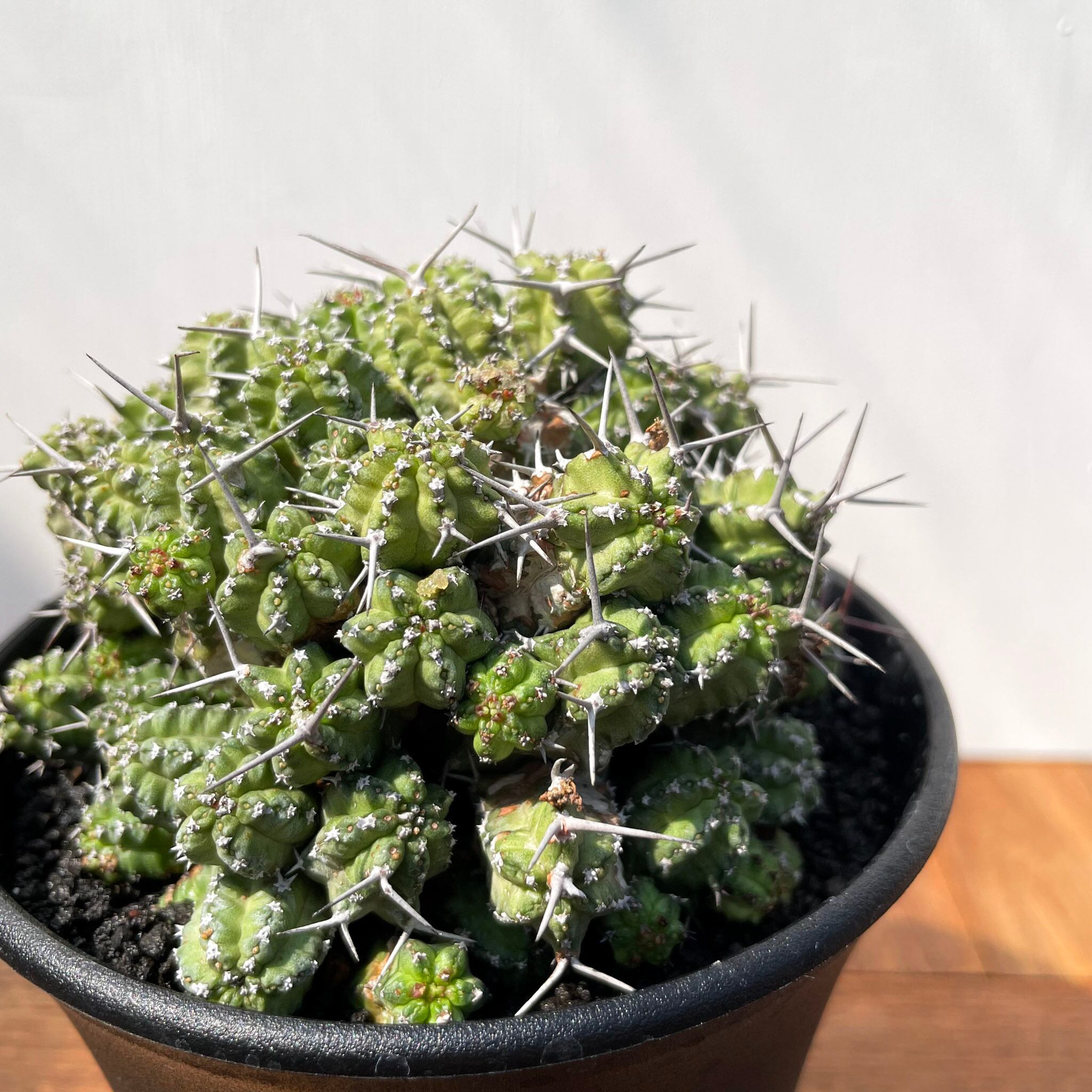 Euphorbia phillipsiae【ユーフォルビア・フィリプシアエ】 | RIMO'S