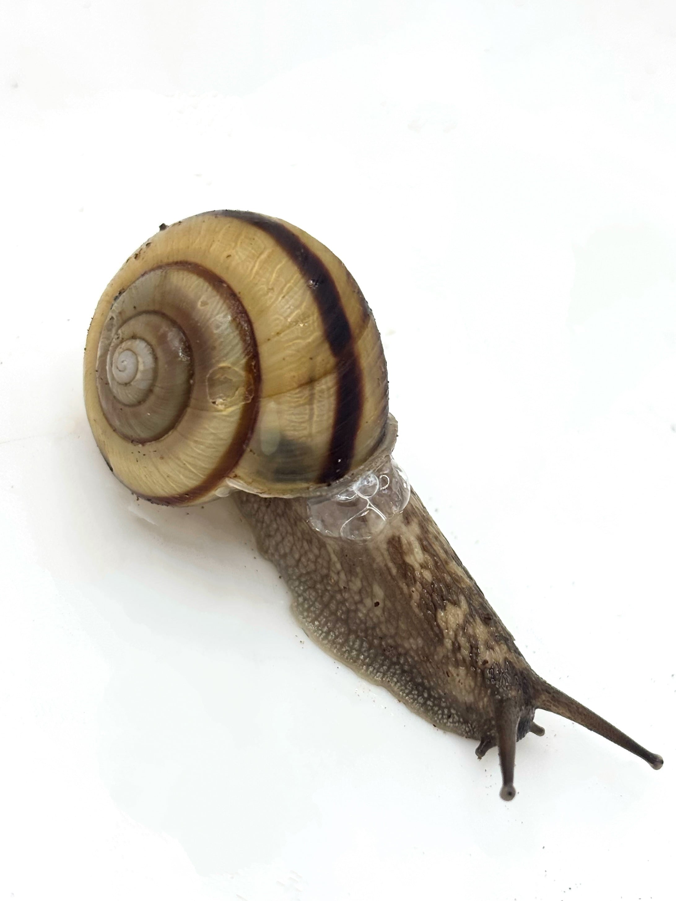 ミスジマイマイ 3匹 | まるころ商店〜まるくてころころした生き物を