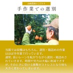 【贈答用】完熟アルギット不知火(露地)約3.0kg 【のし対応可】【2月中・下旬頃から順次発送予定】