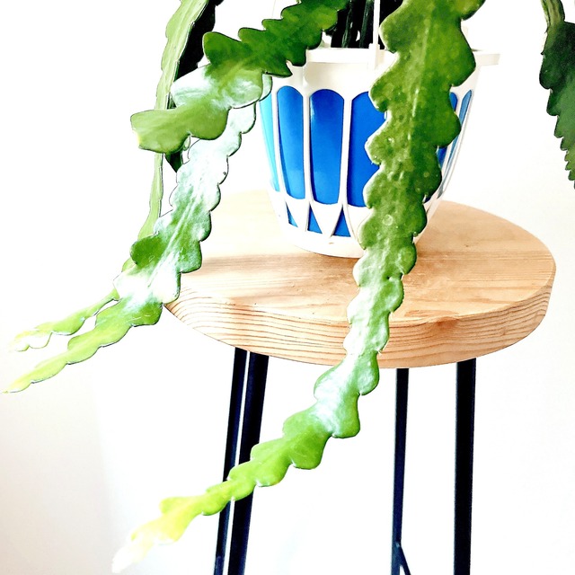 《人気商品》ユニークな葉姿＊フィッシュボーンカクタス＊人気商品【calm cafe】1