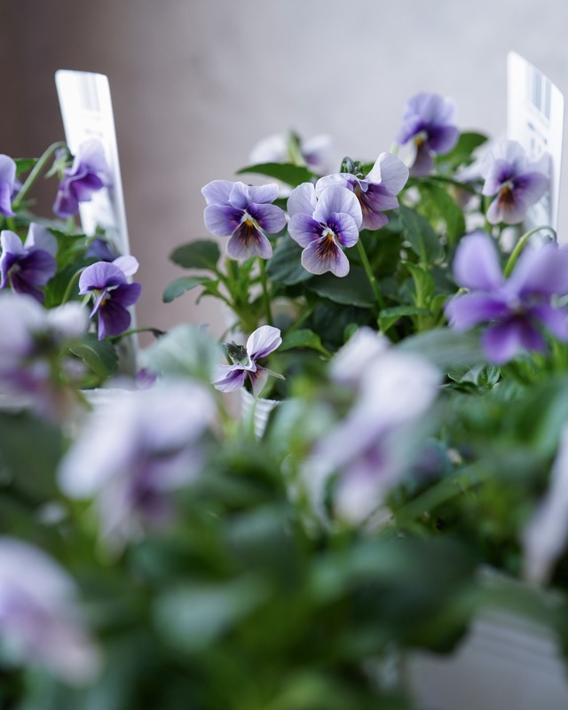 ビオラ （フロステッド系）　３号