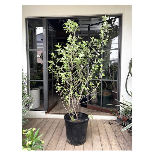 Elaeagnus umbellata