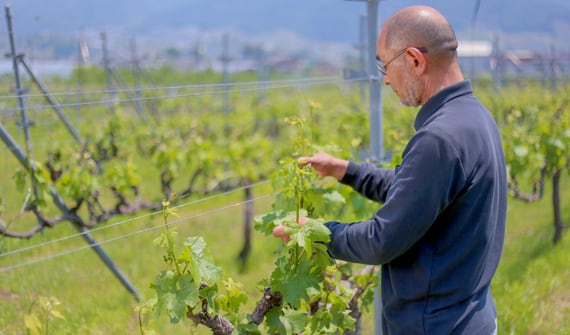 【白百合醸造】ロリアン スパークリングロゼ ベーリーA