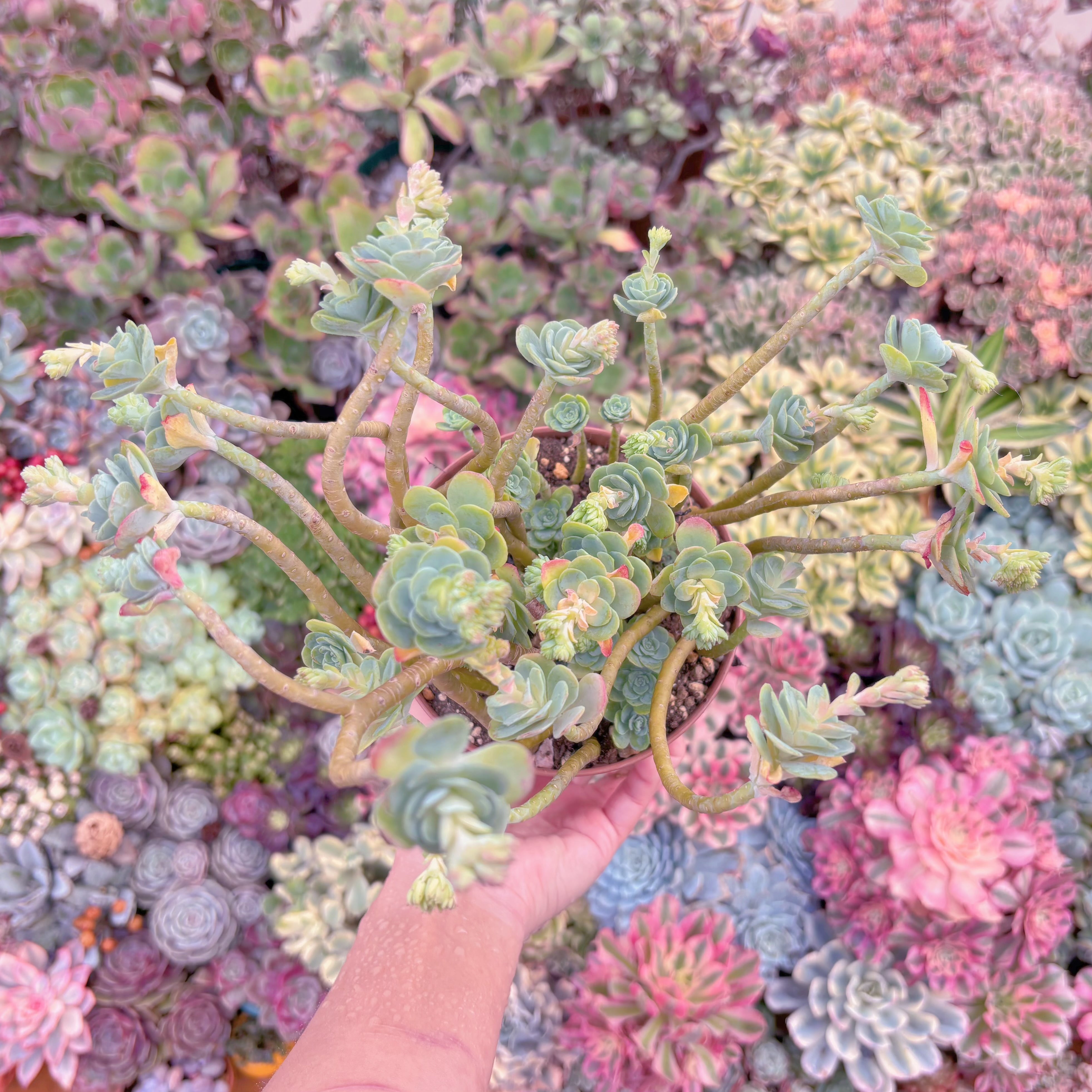 現品　薄化粧#524　新入荷　るる農園