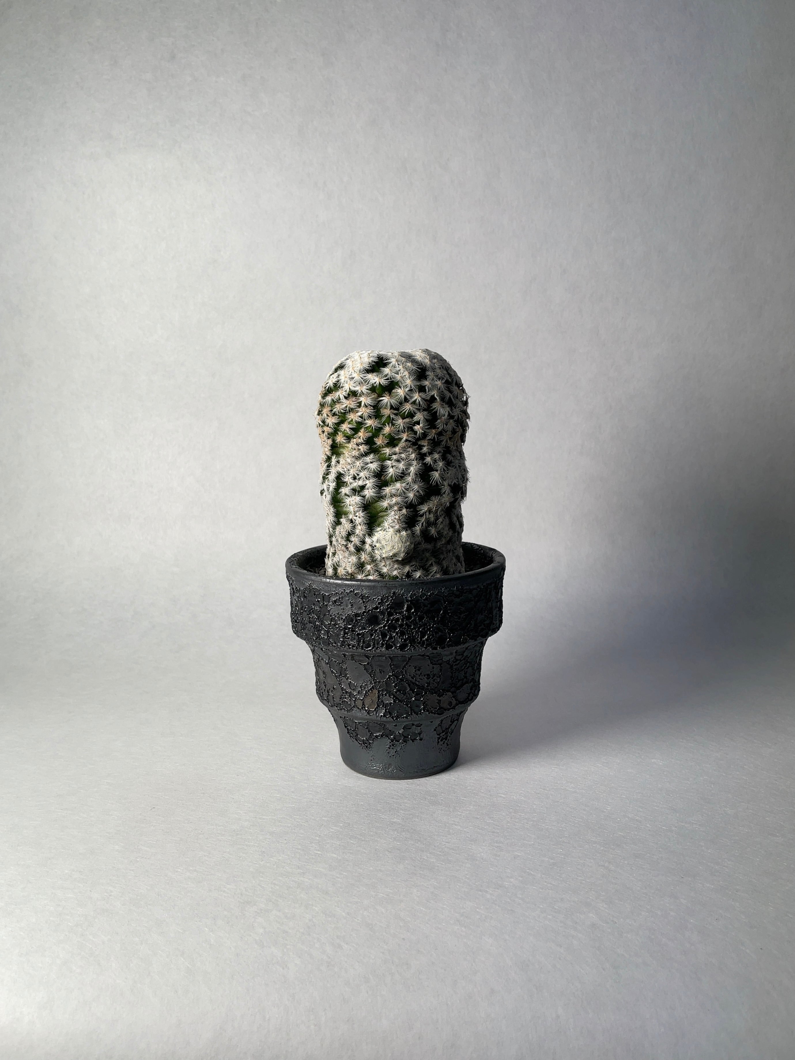 マミラリア　白鳥モンストローサ　大文字　3本植え 大文字（白鳥モンストローサ） マミラリア 白鳥モンストローサ 大文字