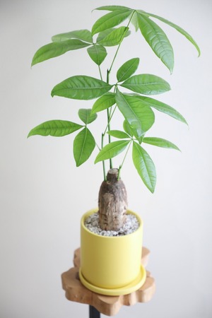 【M】パキラ/Pachira ※陶器鉢付き