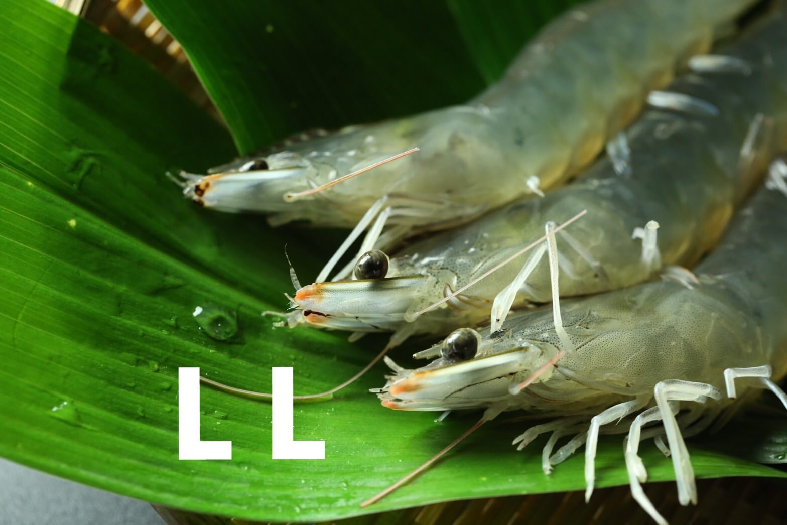 コピー：くれぇ海老 LL 冷凍 1㎏ | くれぇ海老 Online Store