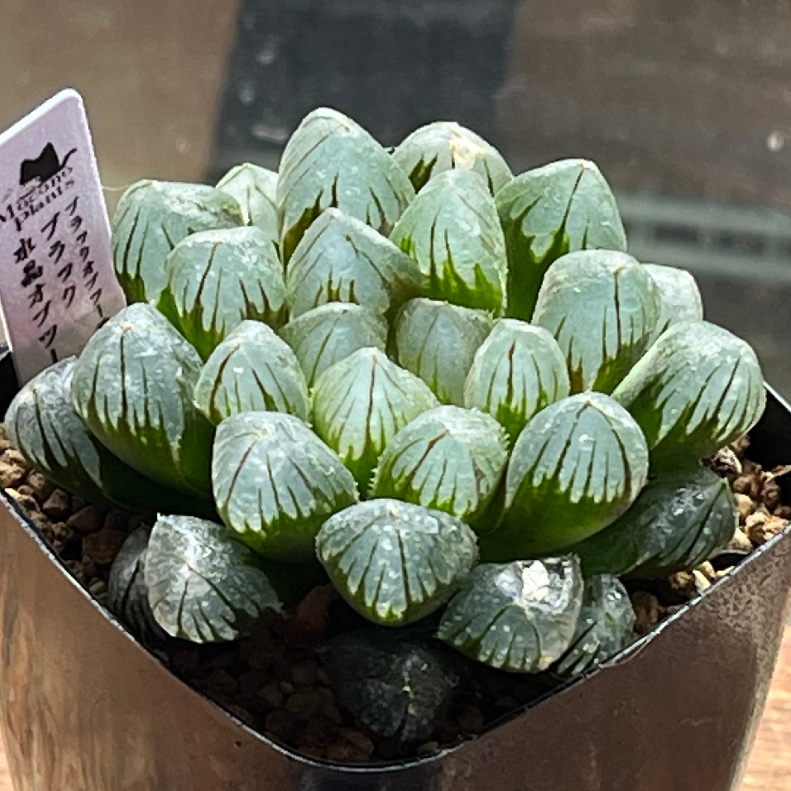 オブツーサ系 | mocono_plants