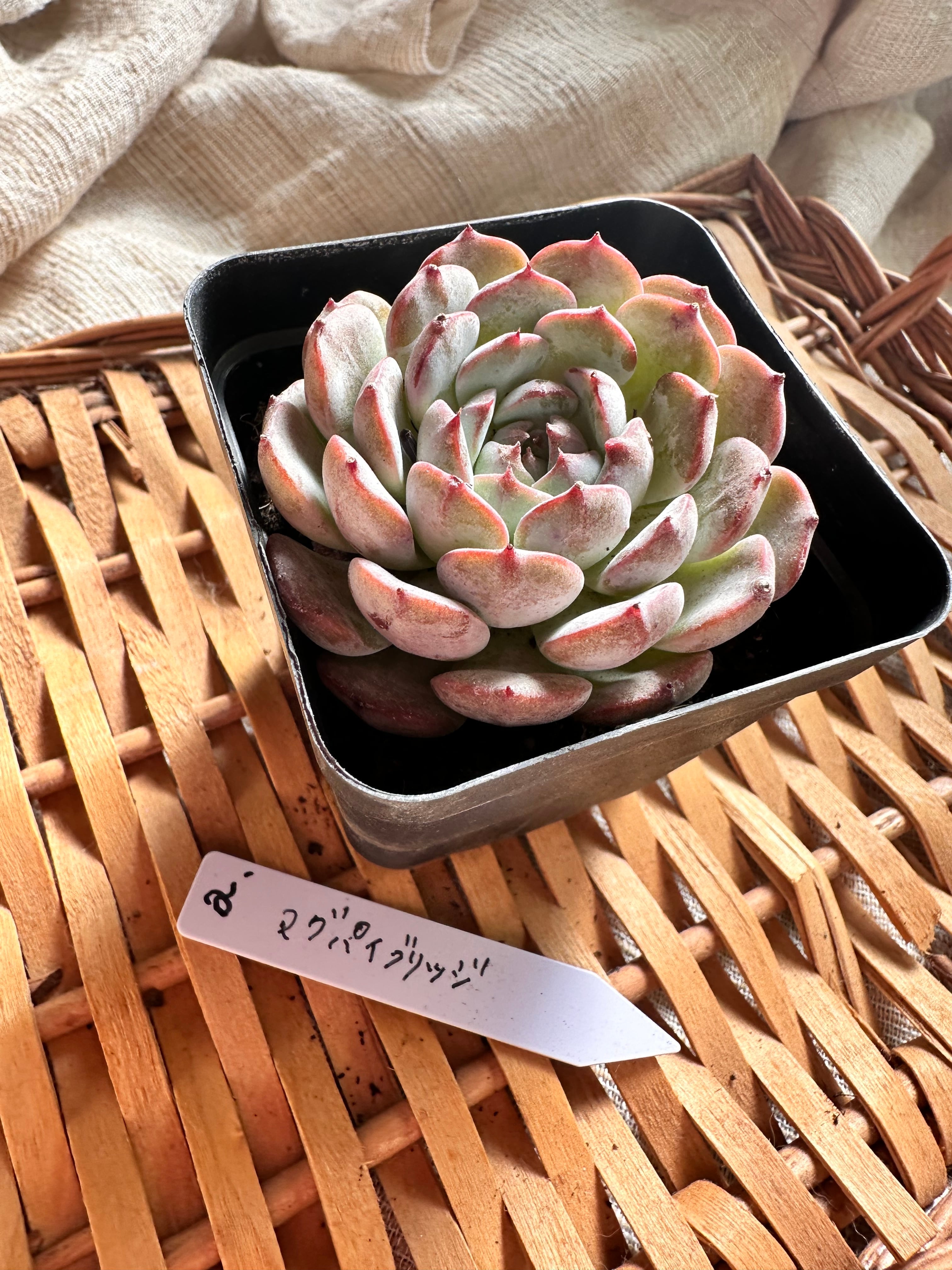 多肉植物 マグパイブリッジ | apollo succulent