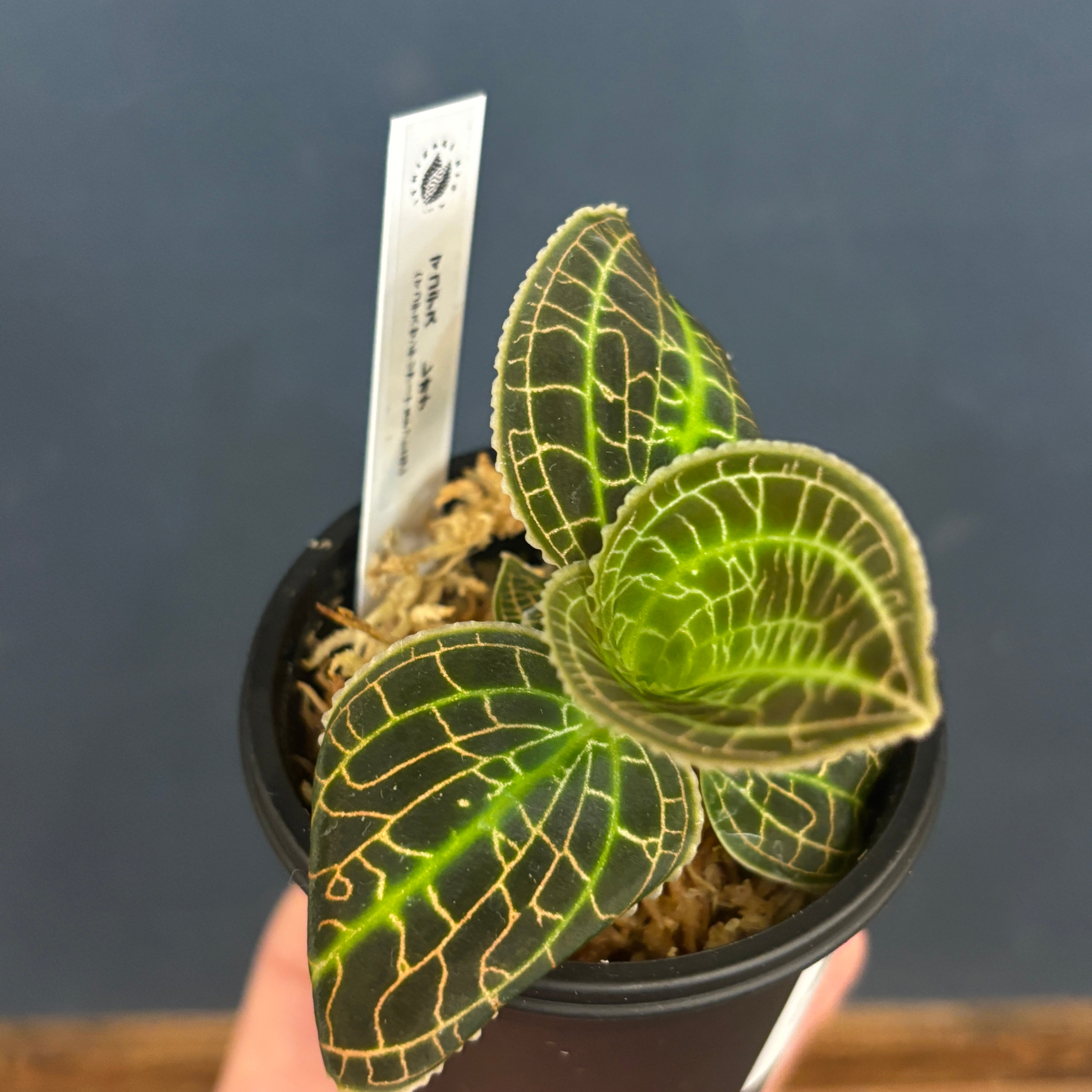 ジュエルオーキッド マコデス レオナ (マコデスサンデリアーナ × ドッシニア)【774】