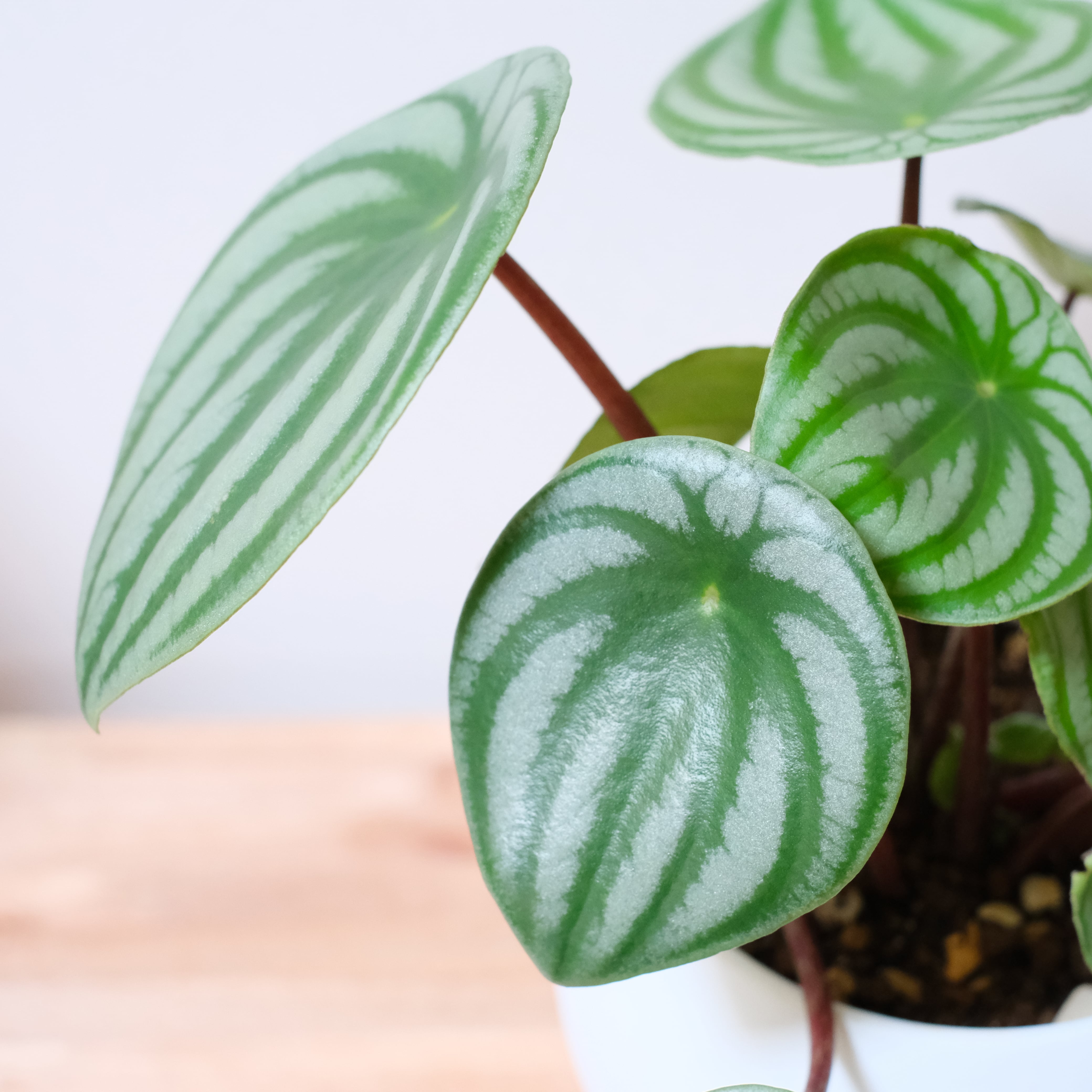 堅実な究極の 観葉植物 ペペロミア サンデルシー スイカペペ ３〜３