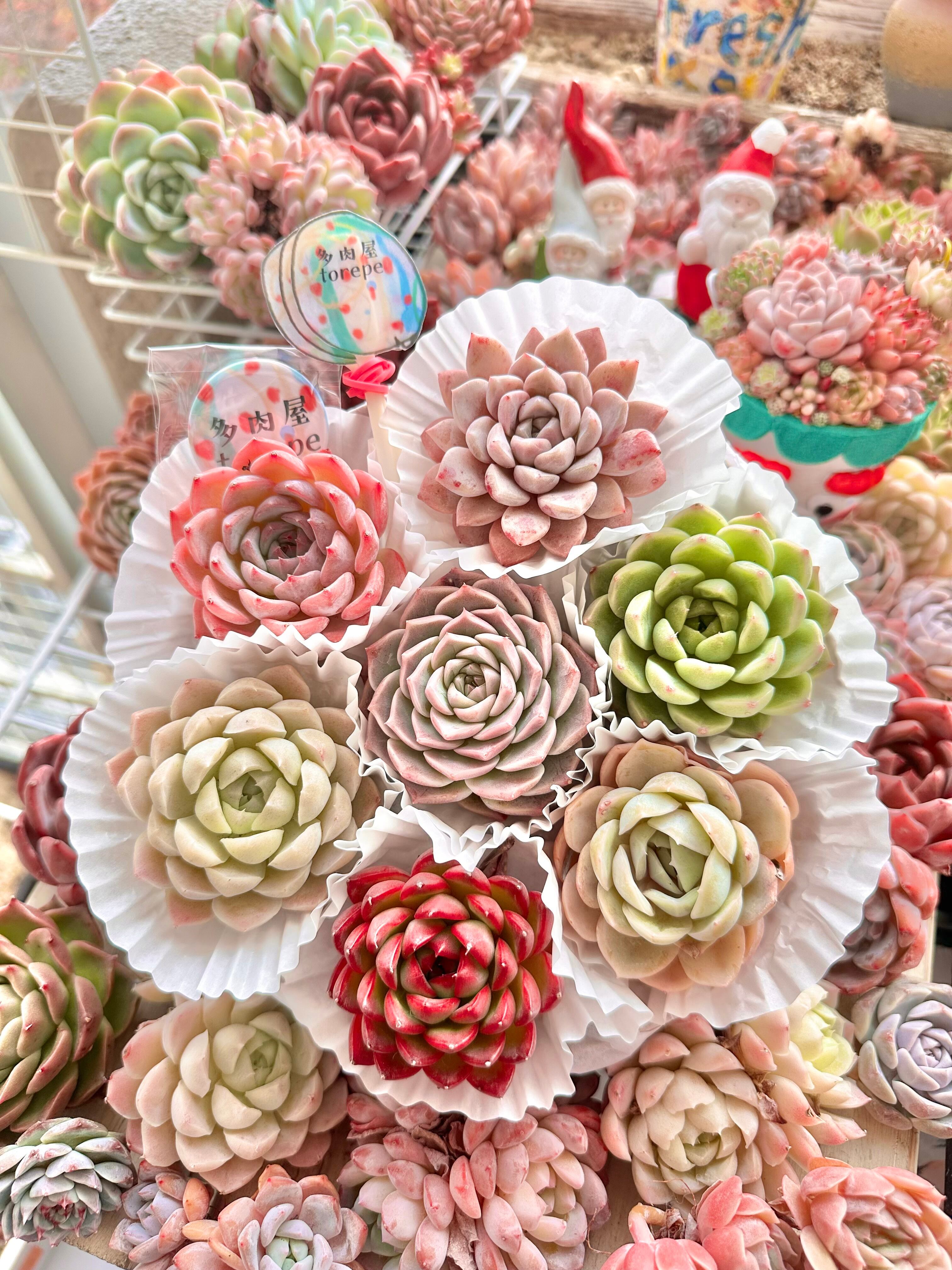 寄せ植え3-13 | Pay ID