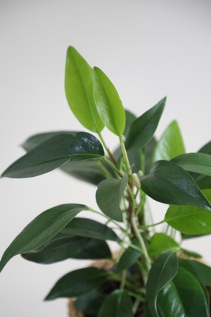 【M】アンスリウム スカンデンス/Anthurium