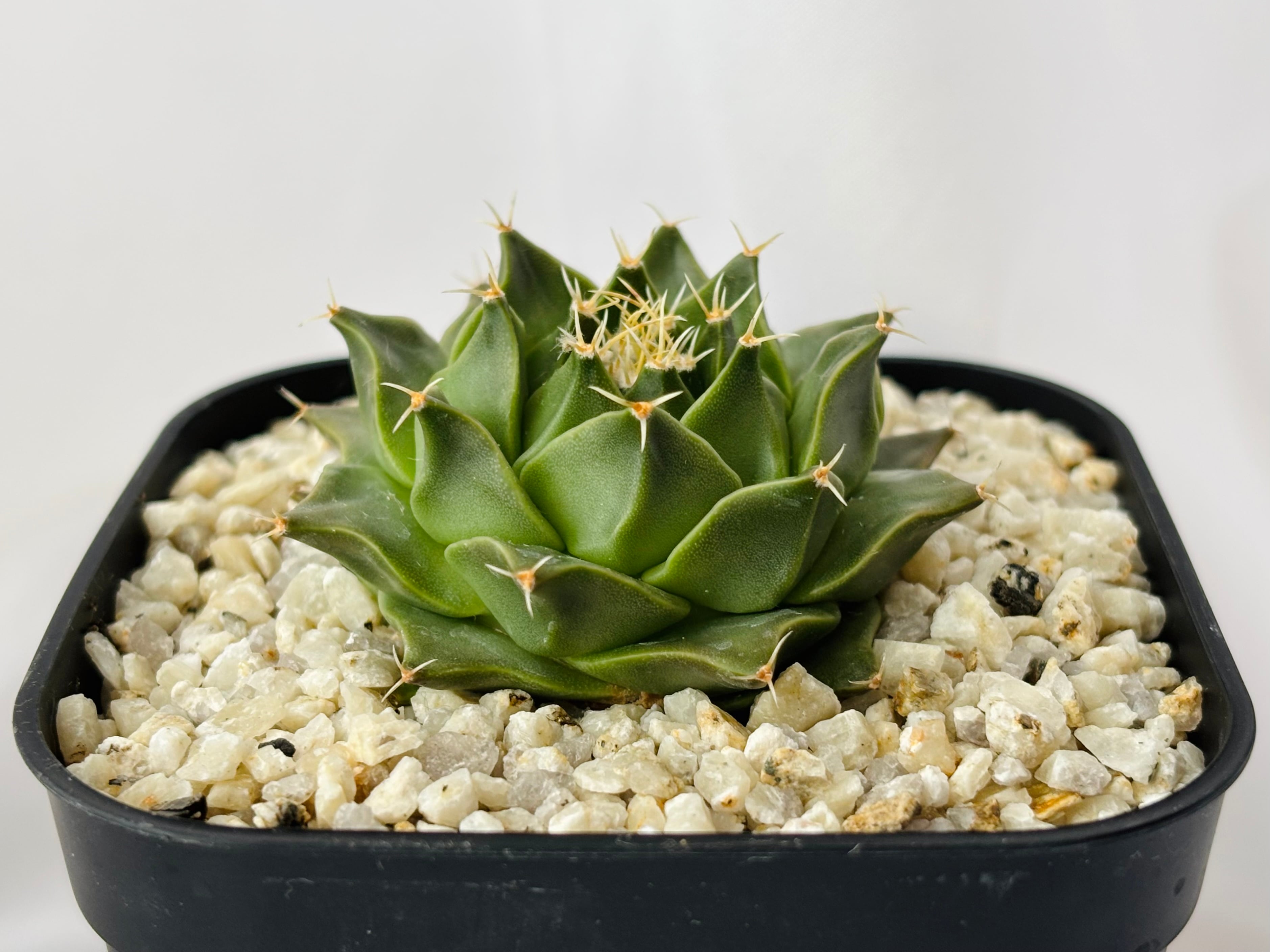 EMP オブレゴニウム 帝冠錦 実生 / CT735 EMP オブレゴニウム 帝冠錦 実生 / CT735 - メルカリ