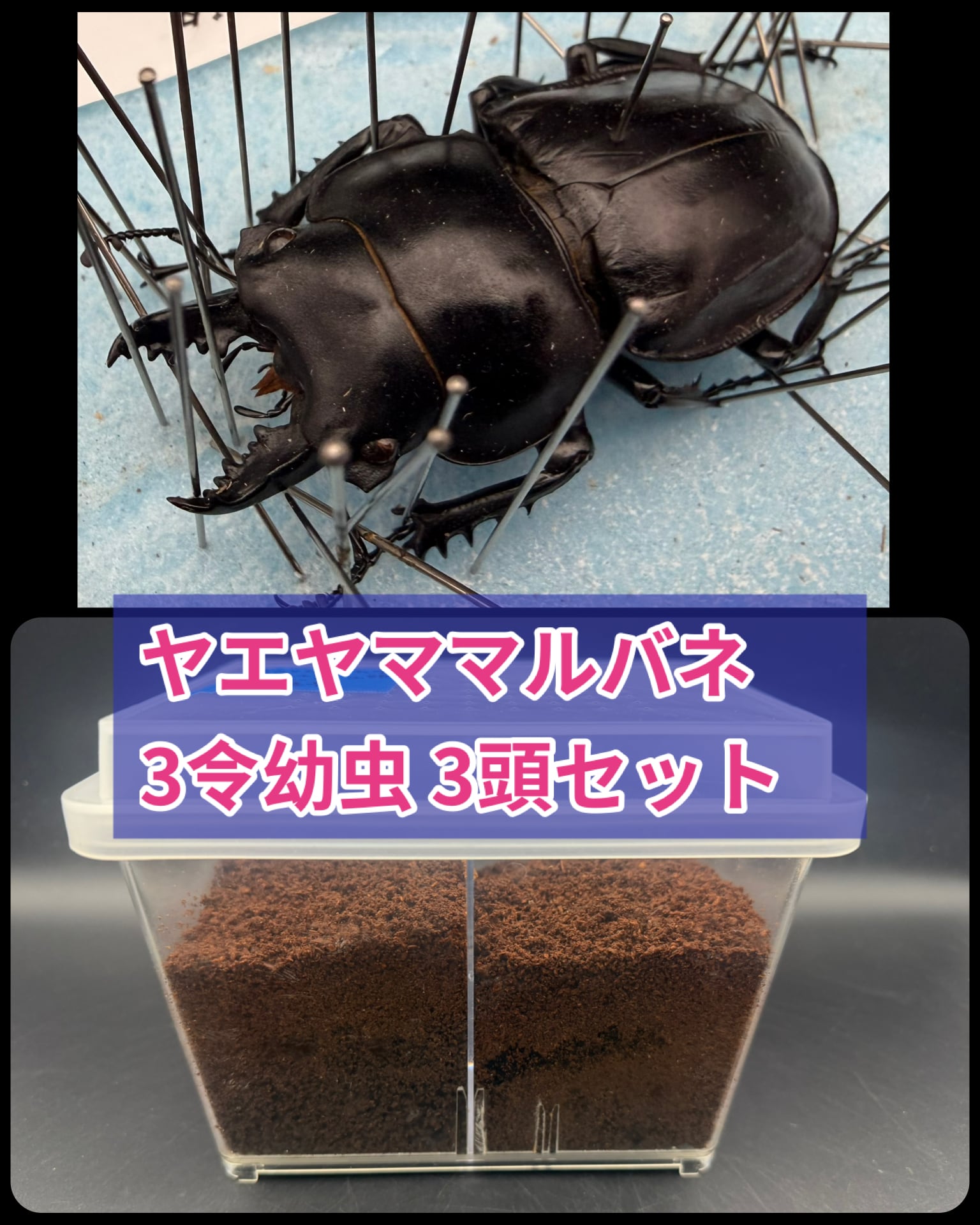 外国産クワガタ生体 | KPW BASE店