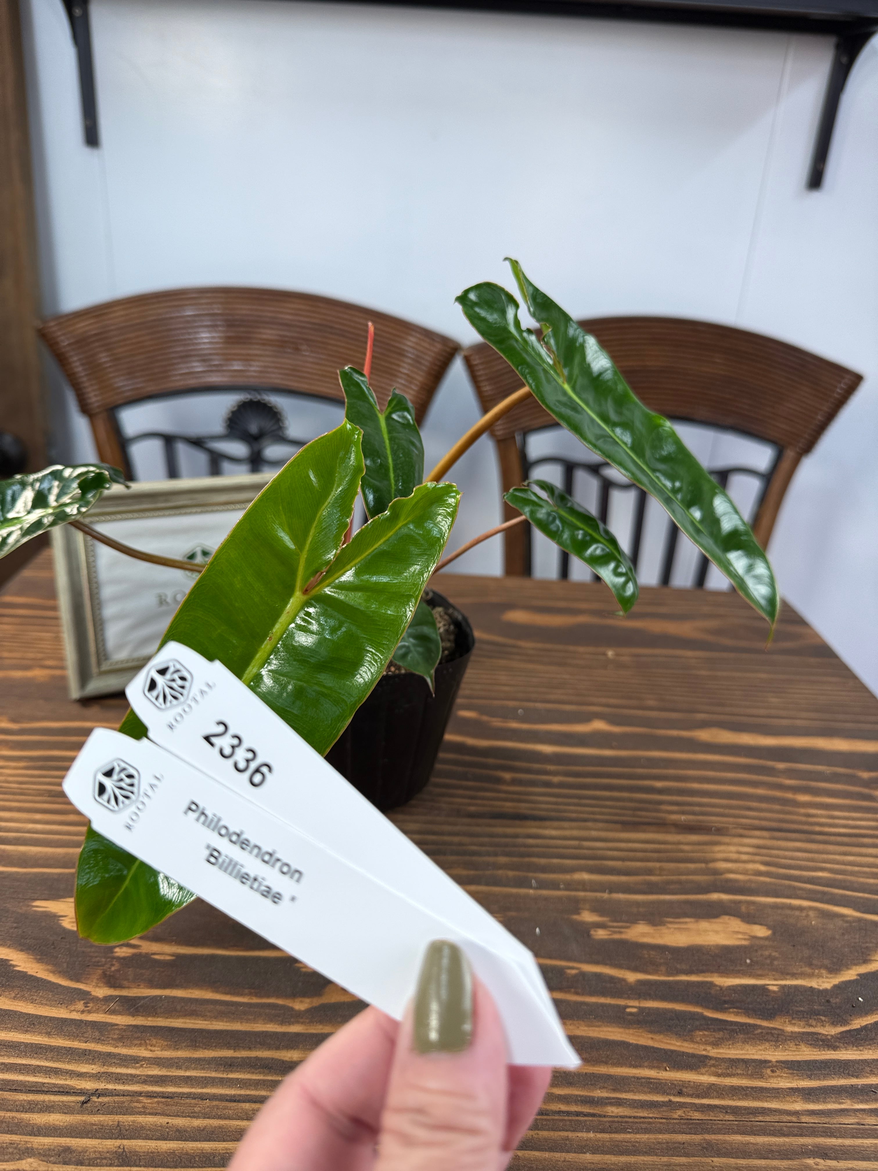 ★2336 フィロデンドロン ビレッティア(3.5号ポット)