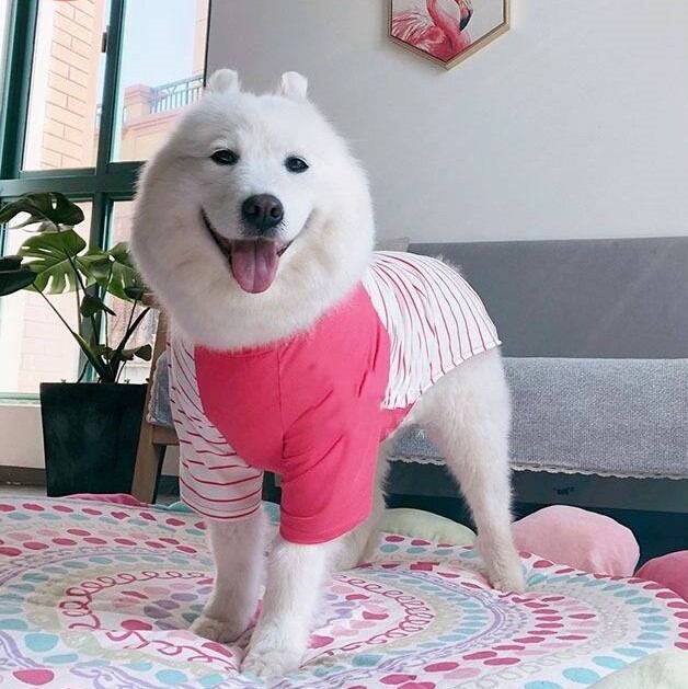 受注生産 3XL~6XL 爽やかなストライプシャツ 春~秋