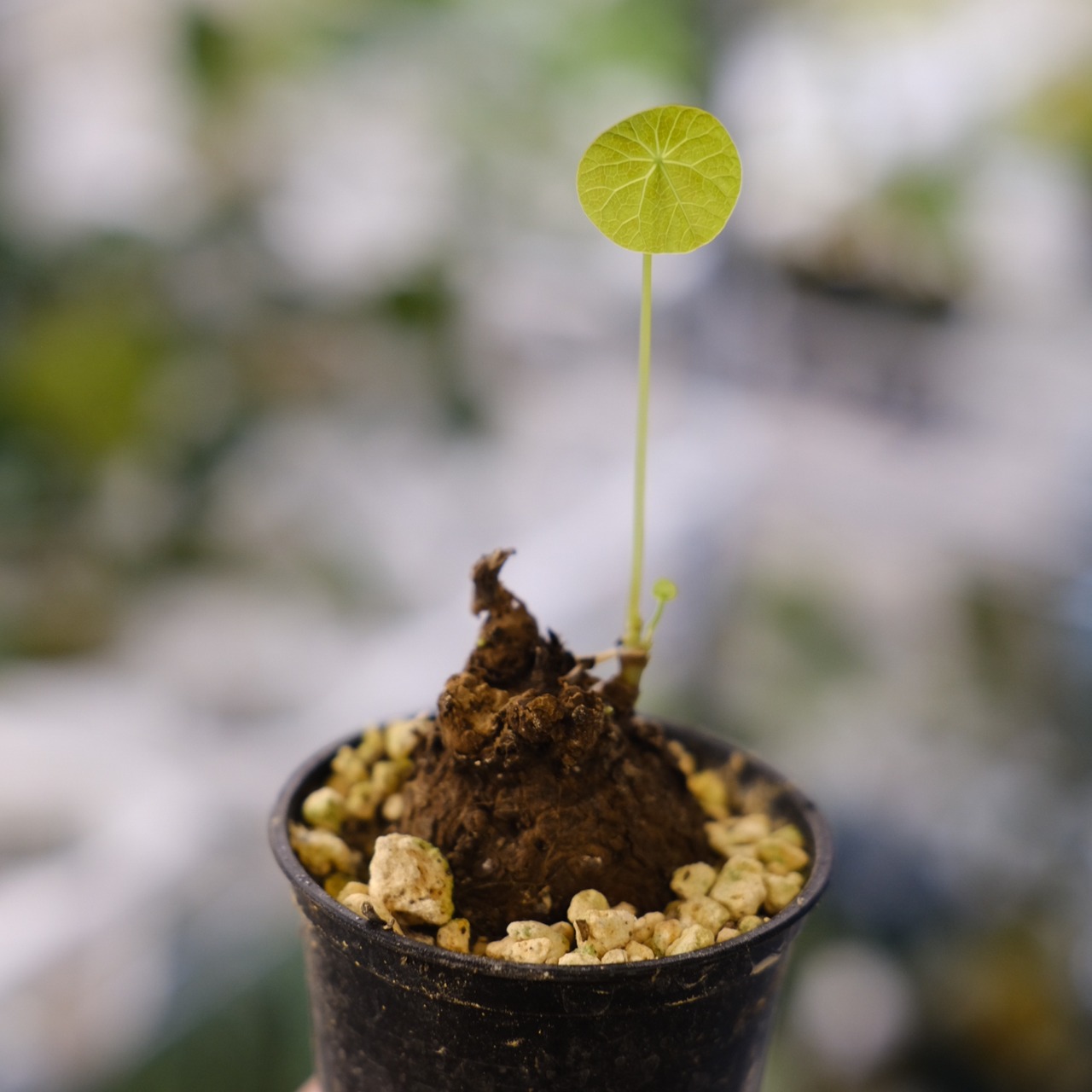 Stephania kaweesakii / ステファニア カウィーサキー㉘/ 観葉植物