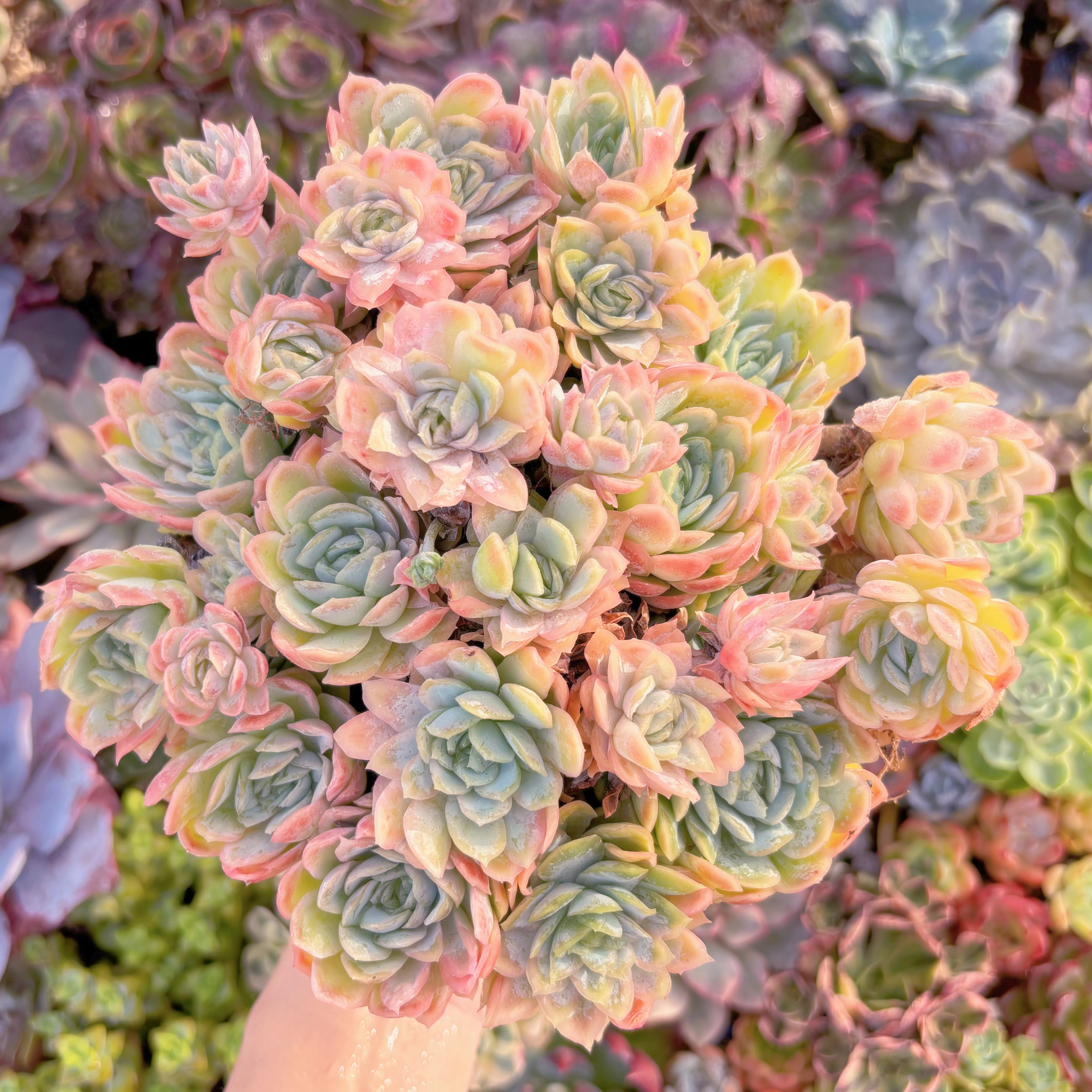 現品　クィーンローズ覆輪錦#046　特特大群生　るる農園