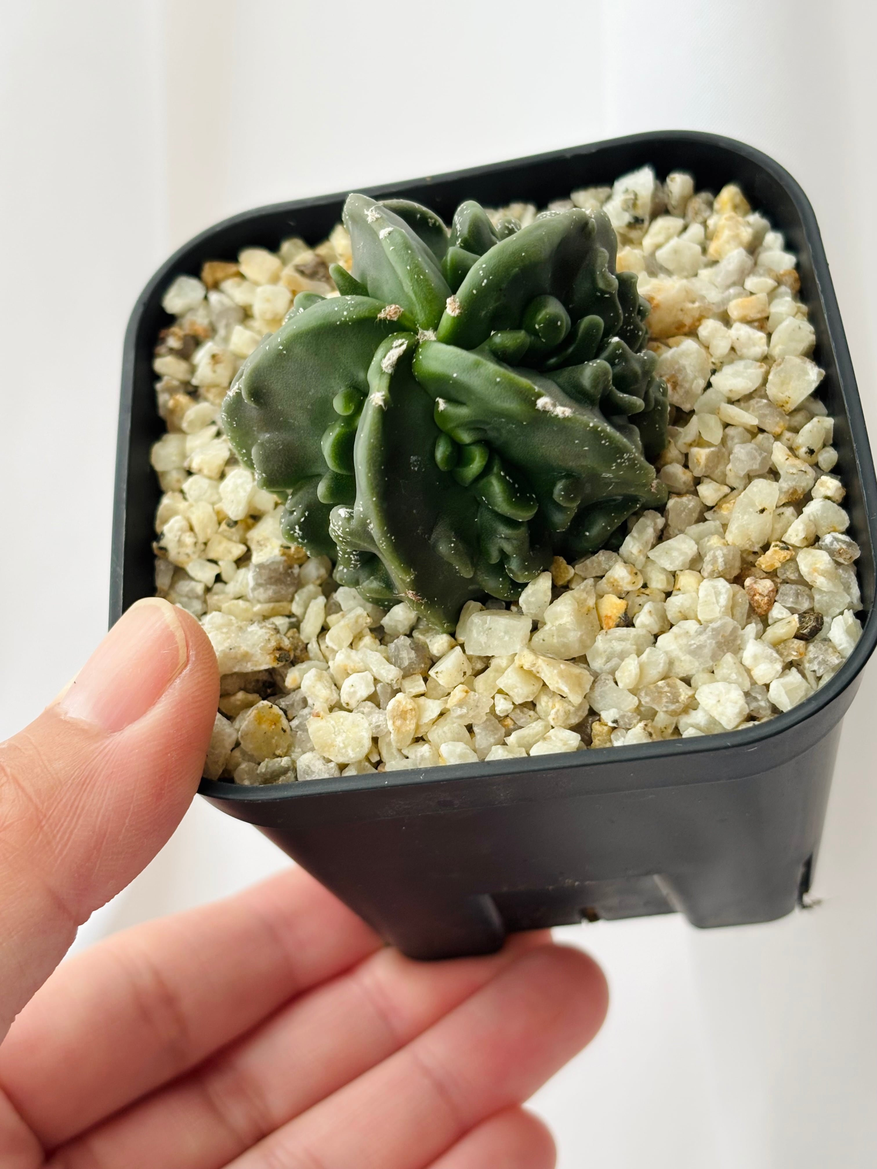 Astrophytum myriostigma アストロフィツム 複隆ヘキラン 複隆碧瑠璃