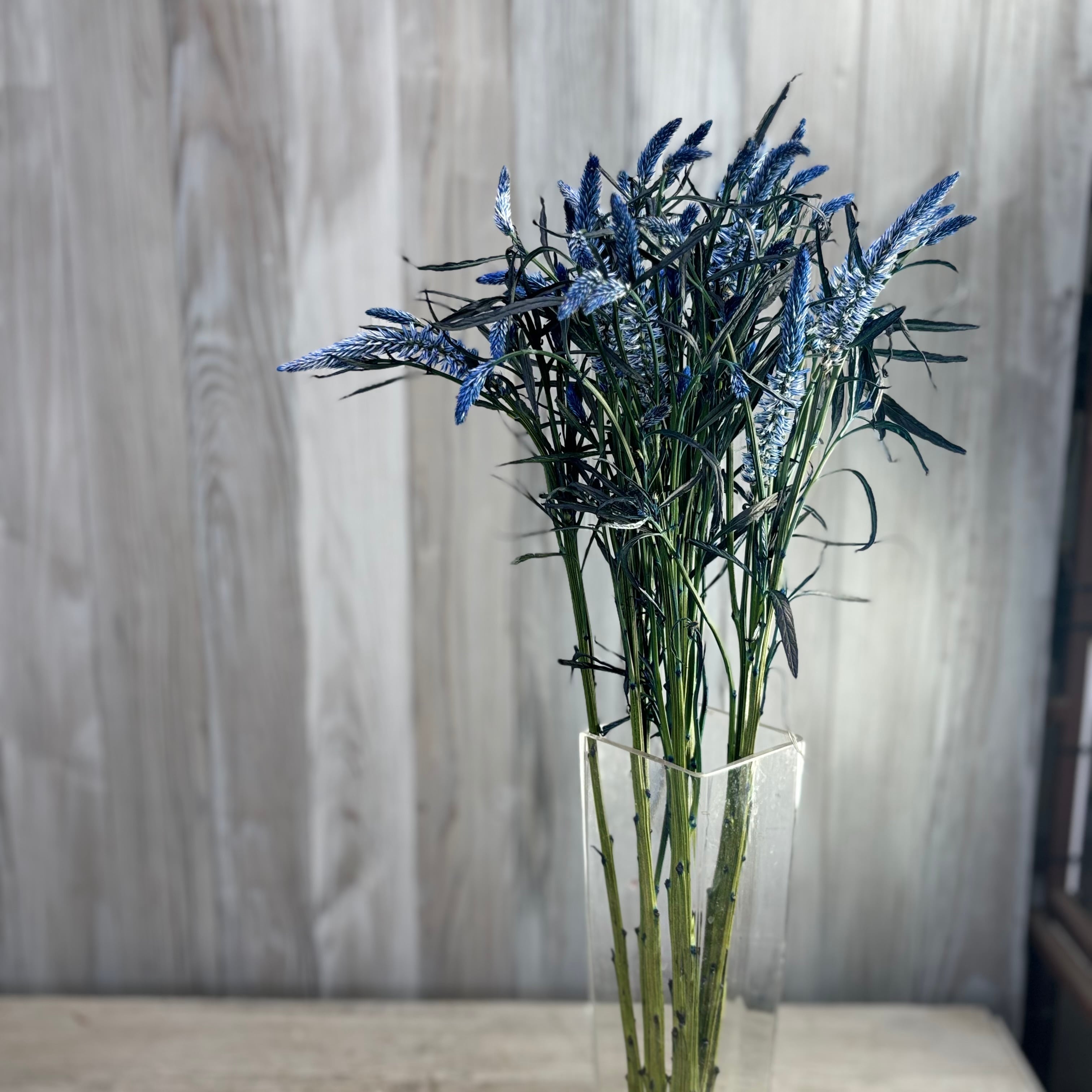 染めケイトウ 京の花染め藍色 10本 黒川花卉園芸 | 新鮮お花問屋 Jp