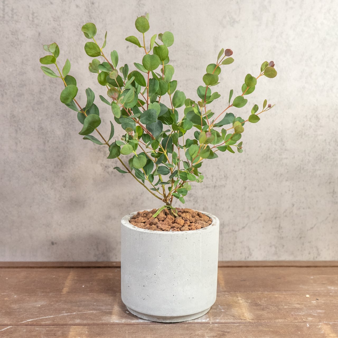 ハートの葉が魅力のユーカリ・ウェブステリアナ｜根腐れを防ぐ独自配合の用土を使用。質感のある手づくりモルタル鉢が植物を引き立てます