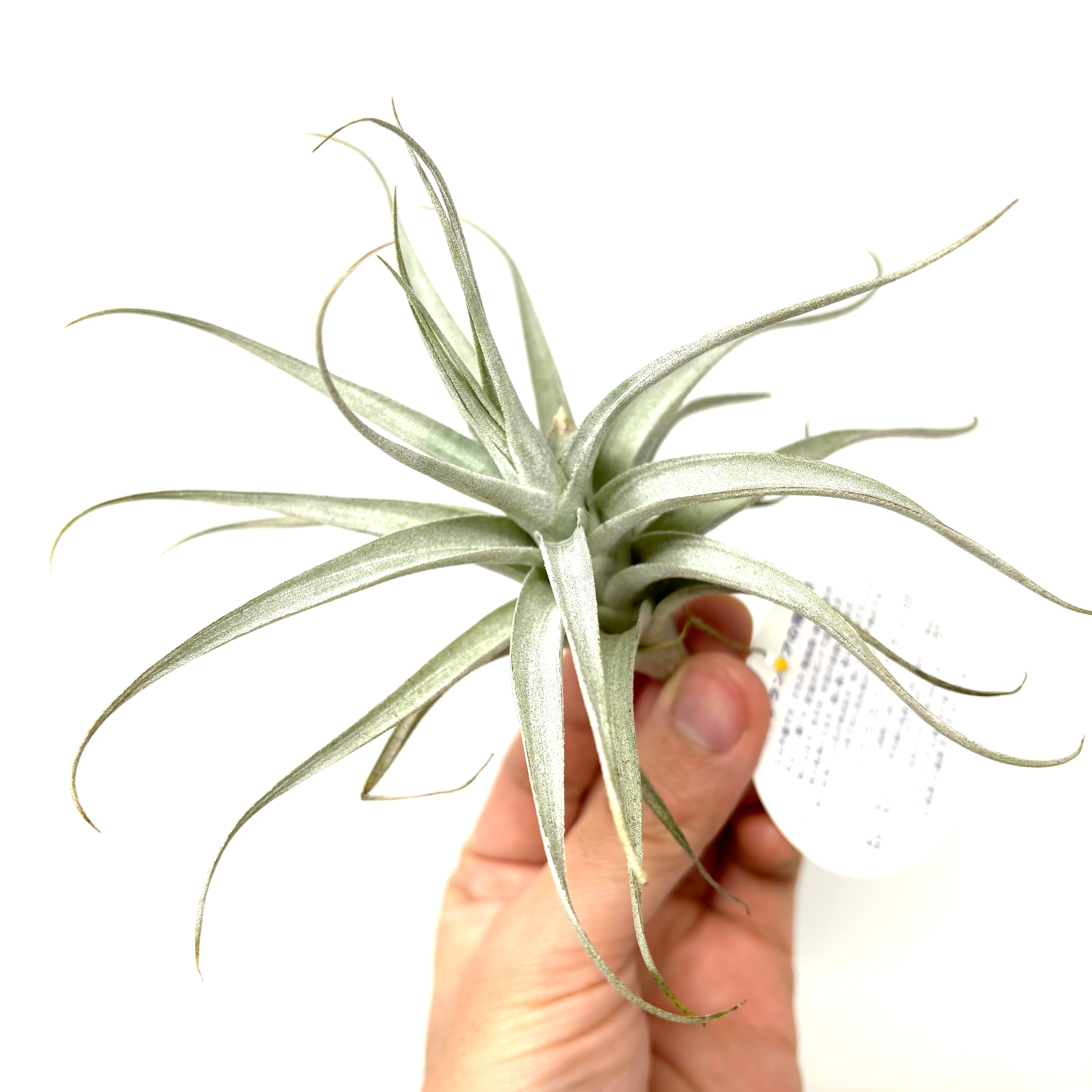 チランジア アルビダ【212】 | PROTOLEAF プロトリーフ